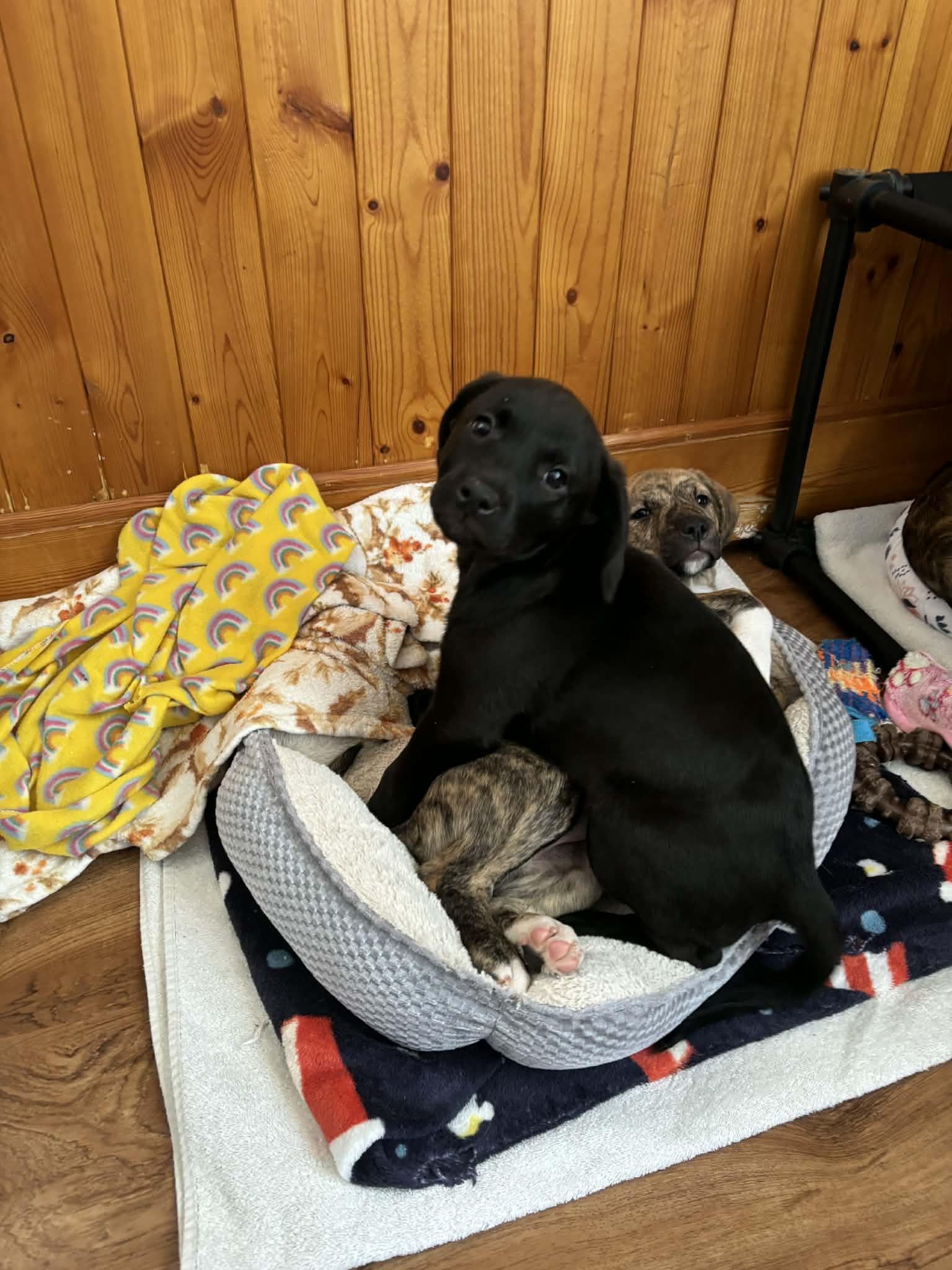 Poppie, a Adoptable mixed breed in Mechanicsburg, PA image 3/3