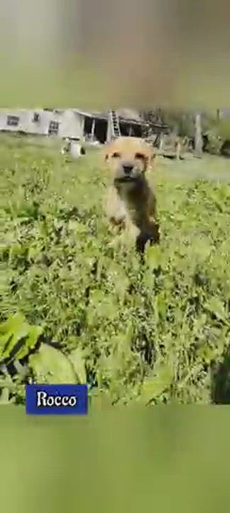 Enlarge Rocco, a Adopted mixed breed in East Hartford, CT video 4/7