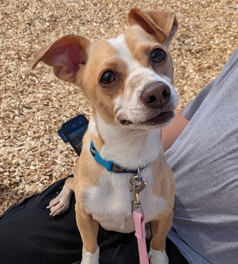 Straggler, Adoptable, Young Male Chihuahua.