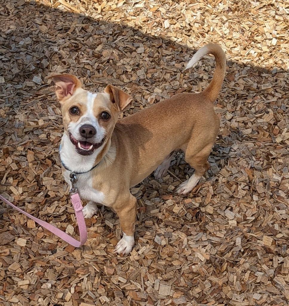 Straggler, a Adoptable Chihuahua in Logan, UT image 2/2