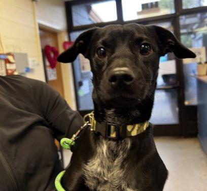 Enlarge CASH, a Adoptable mixed breed in Alameda, CA image 1/1