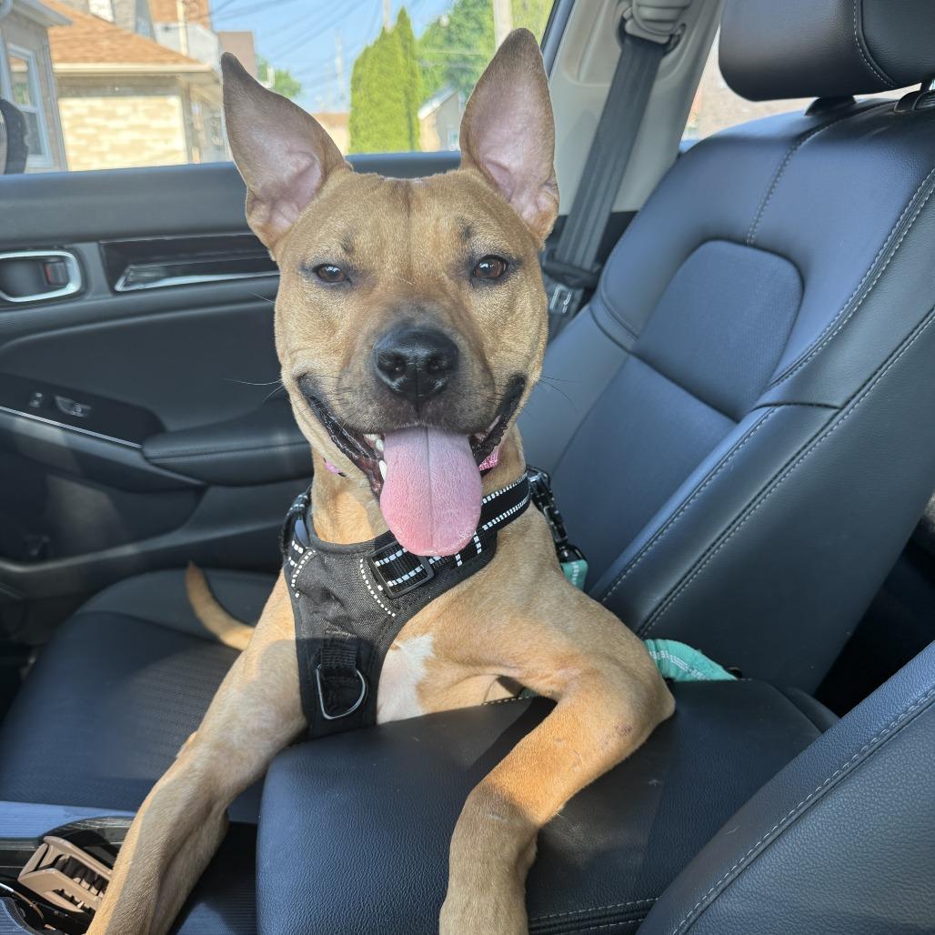 Enlarge Clementine, a Adoptable mixed breed in Milwaukee, WI image 1/6