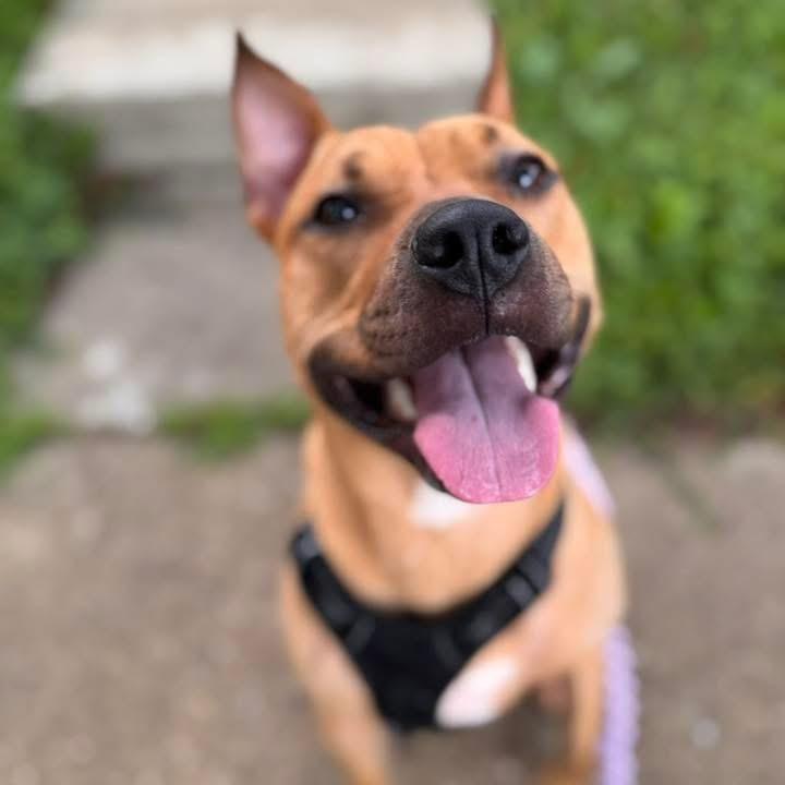 Clementine, Adoptable, Adult Female Pit Bull Terrier & Mixed Breed.