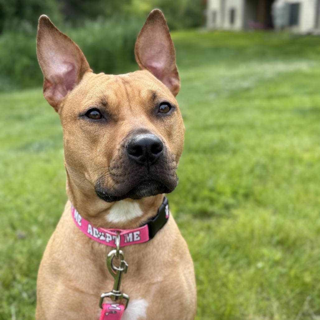 Enlarge Clementine, a Adoptable mixed breed in Milwaukee, WI image 3/6