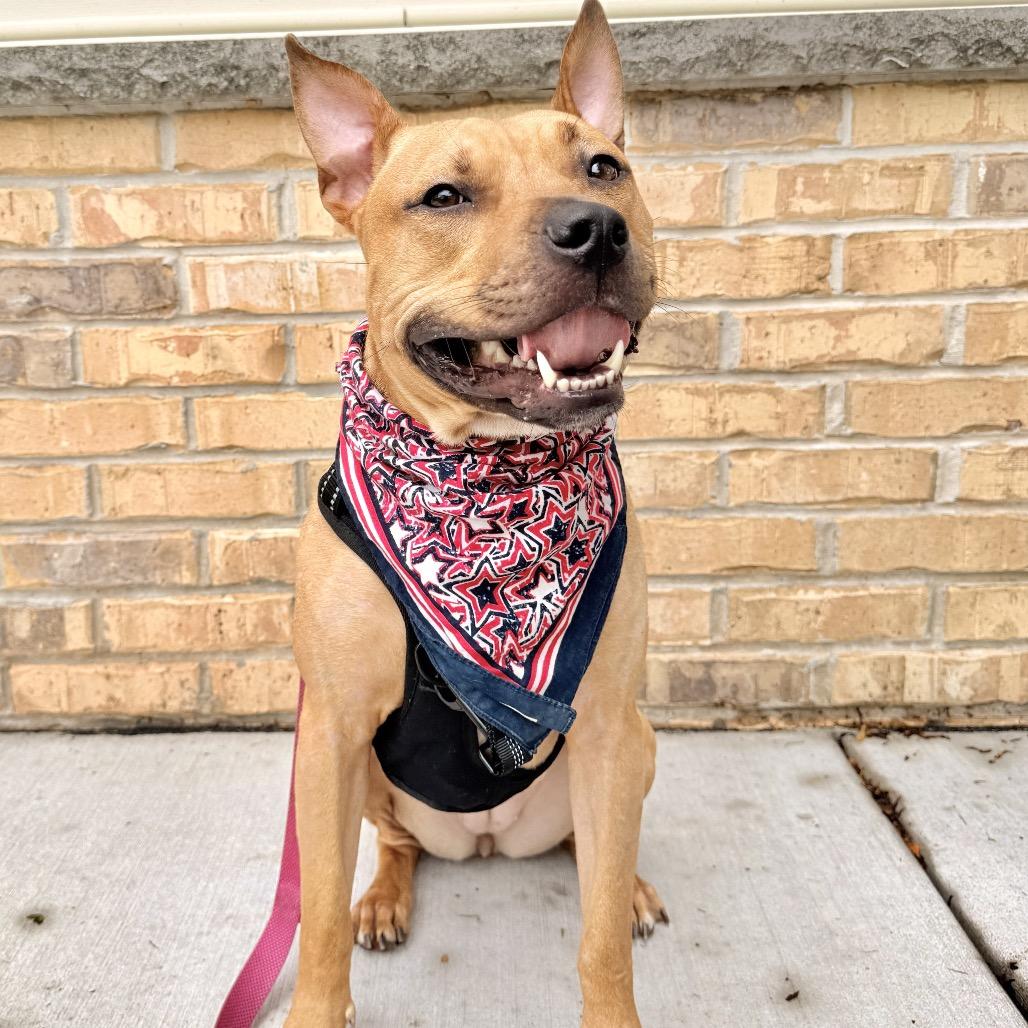 Enlarge Clementine, a Adoptable mixed breed in Milwaukee, WI image 4/6
