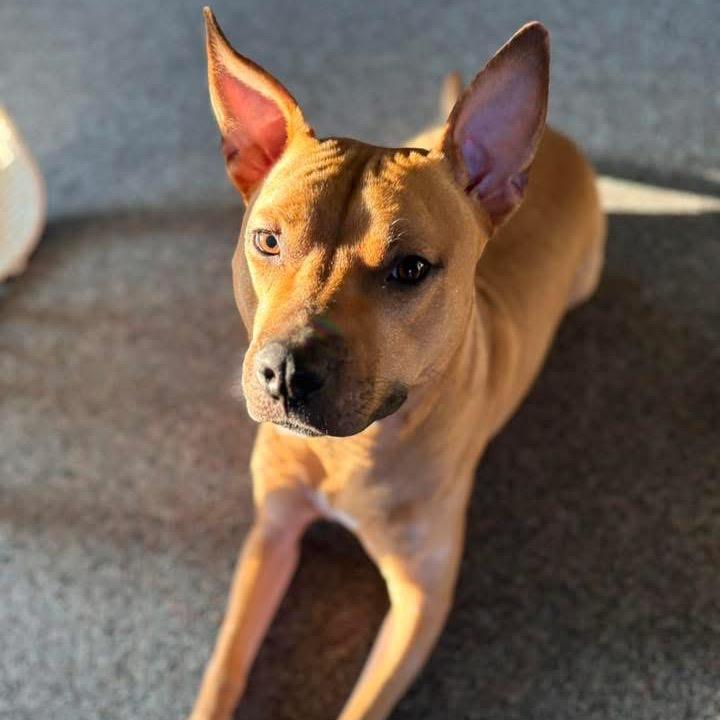 Enlarge Clementine, a Adoptable mixed breed in Milwaukee, WI image 5/6