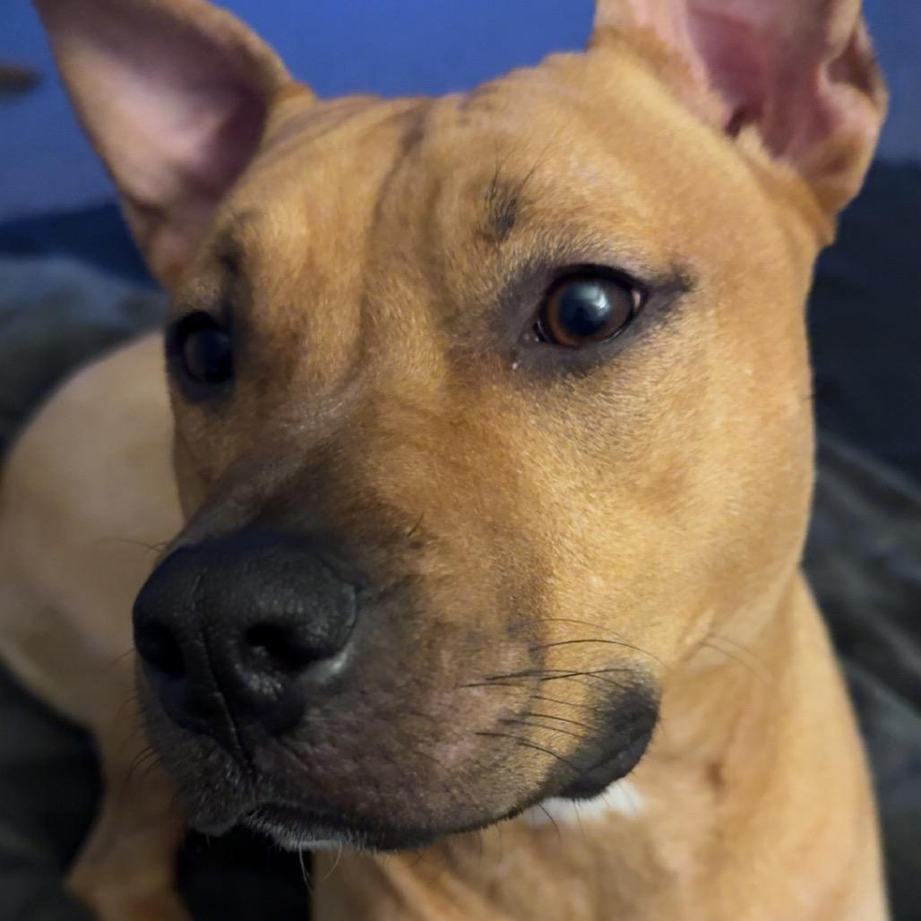 Enlarge Clementine, a Adoptable mixed breed in Milwaukee, WI image 6/6