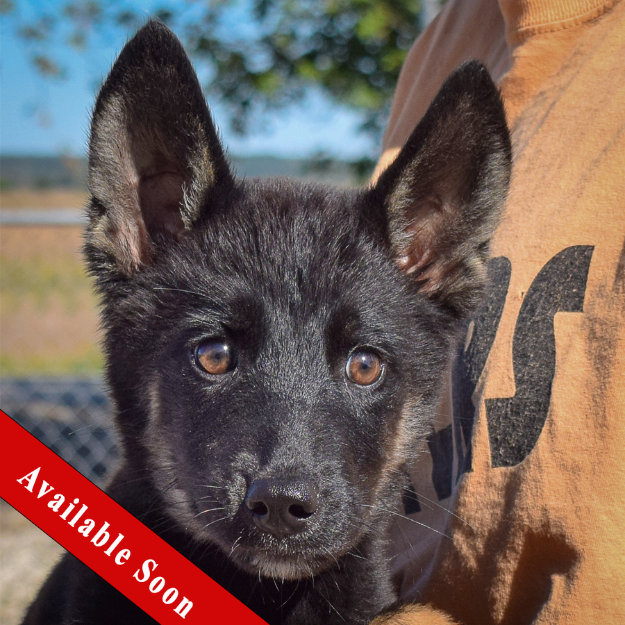 Dog for adoption Fritz, a Belgian Shepherd / Malinois & Husky Mix in