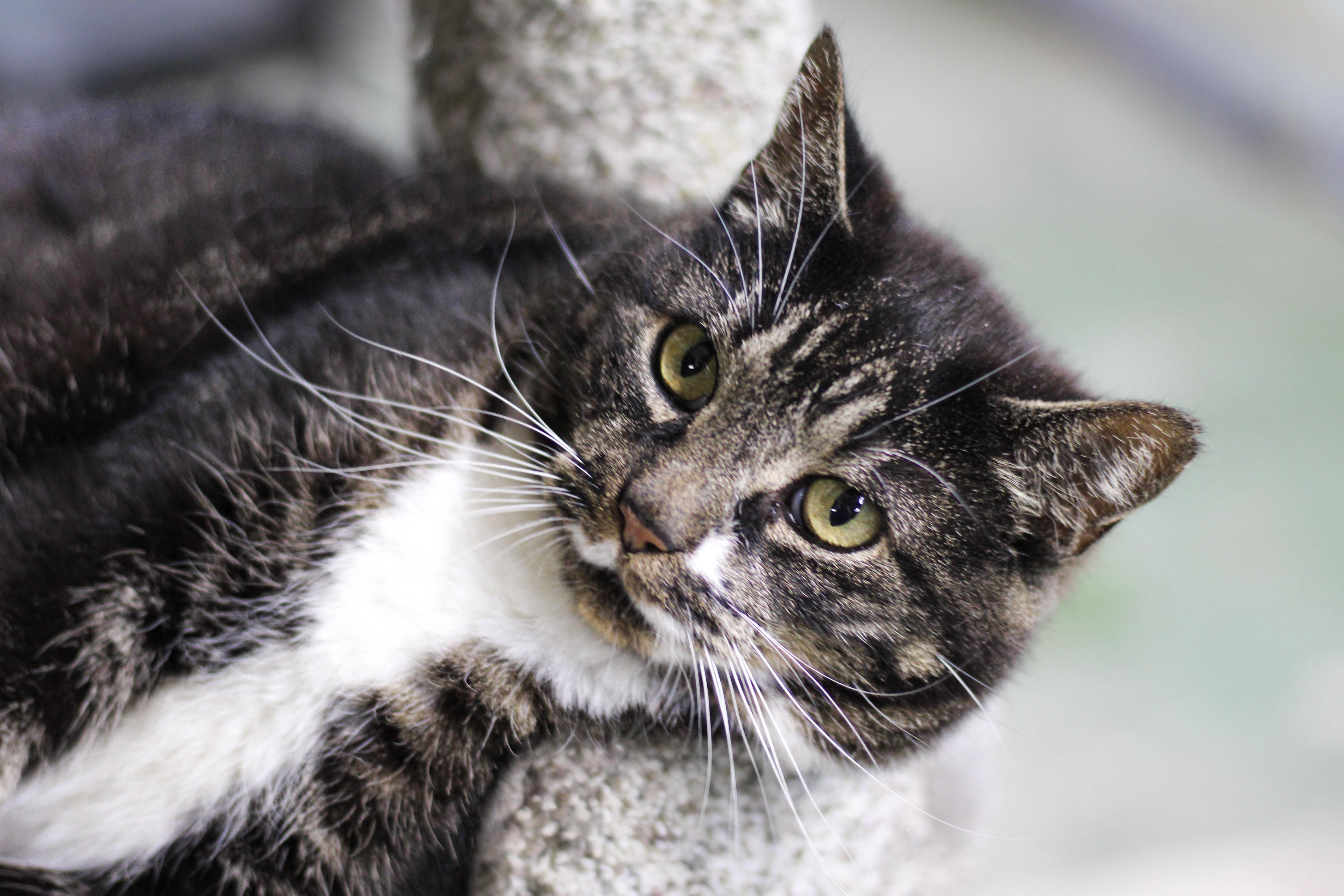 Dulcie, a Adoptable mixed breed in Liverpool, NY image 3/5