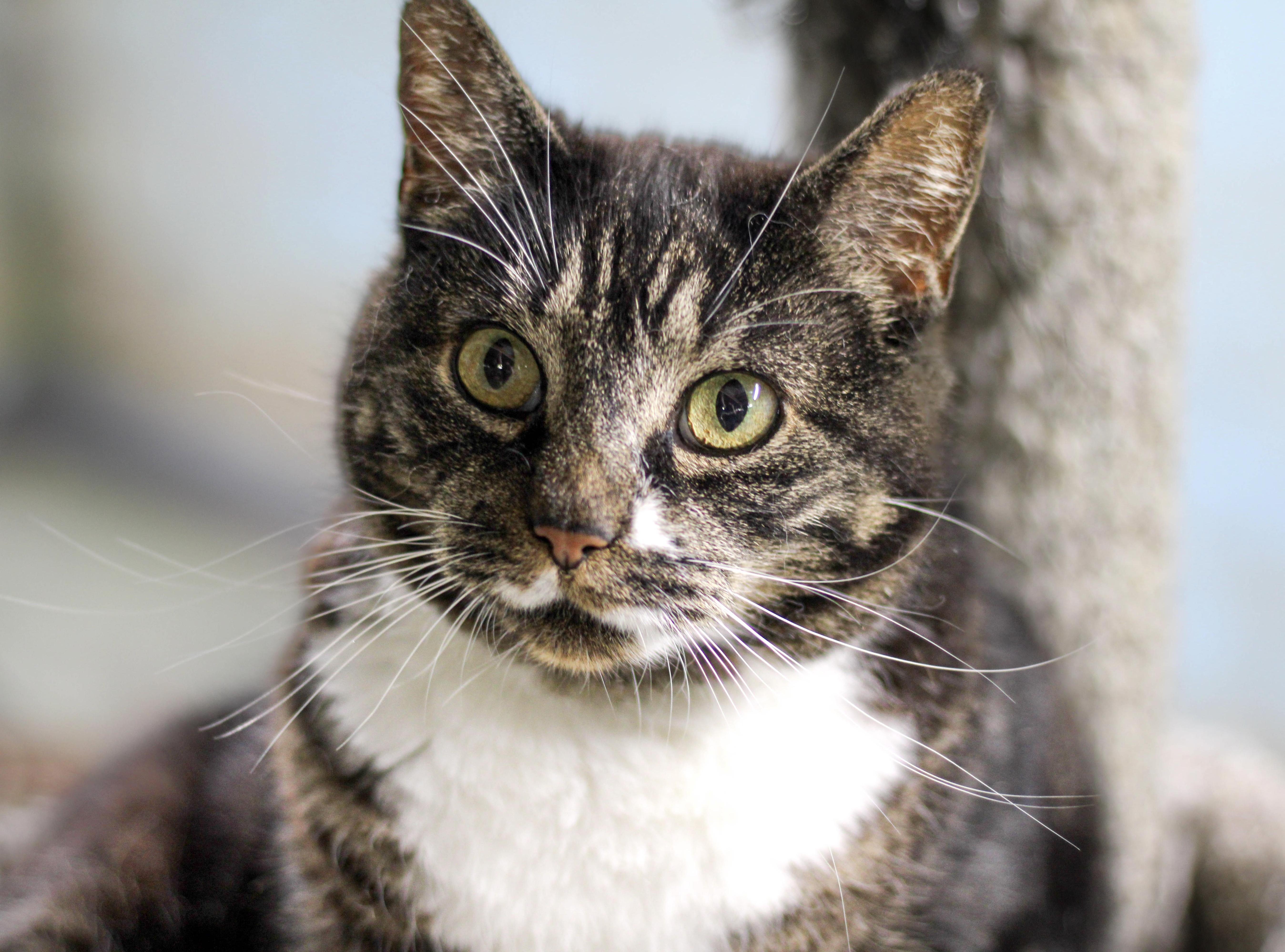 Dulcie, a Adoptable mixed breed in Liverpool, NY image 5/5