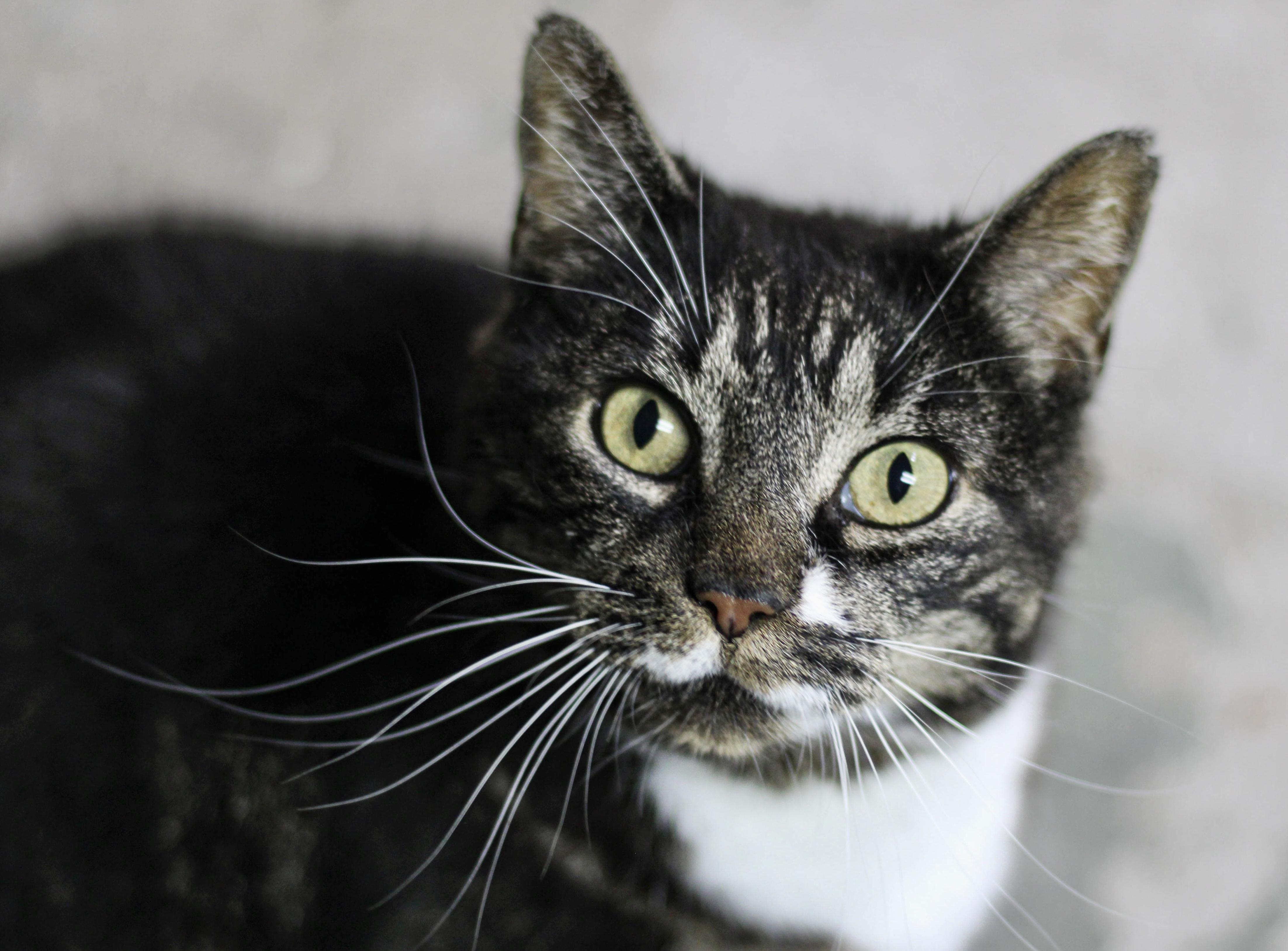 Dulcie, Adoptable, Adult Female Domestic Short Hair & Tabby.