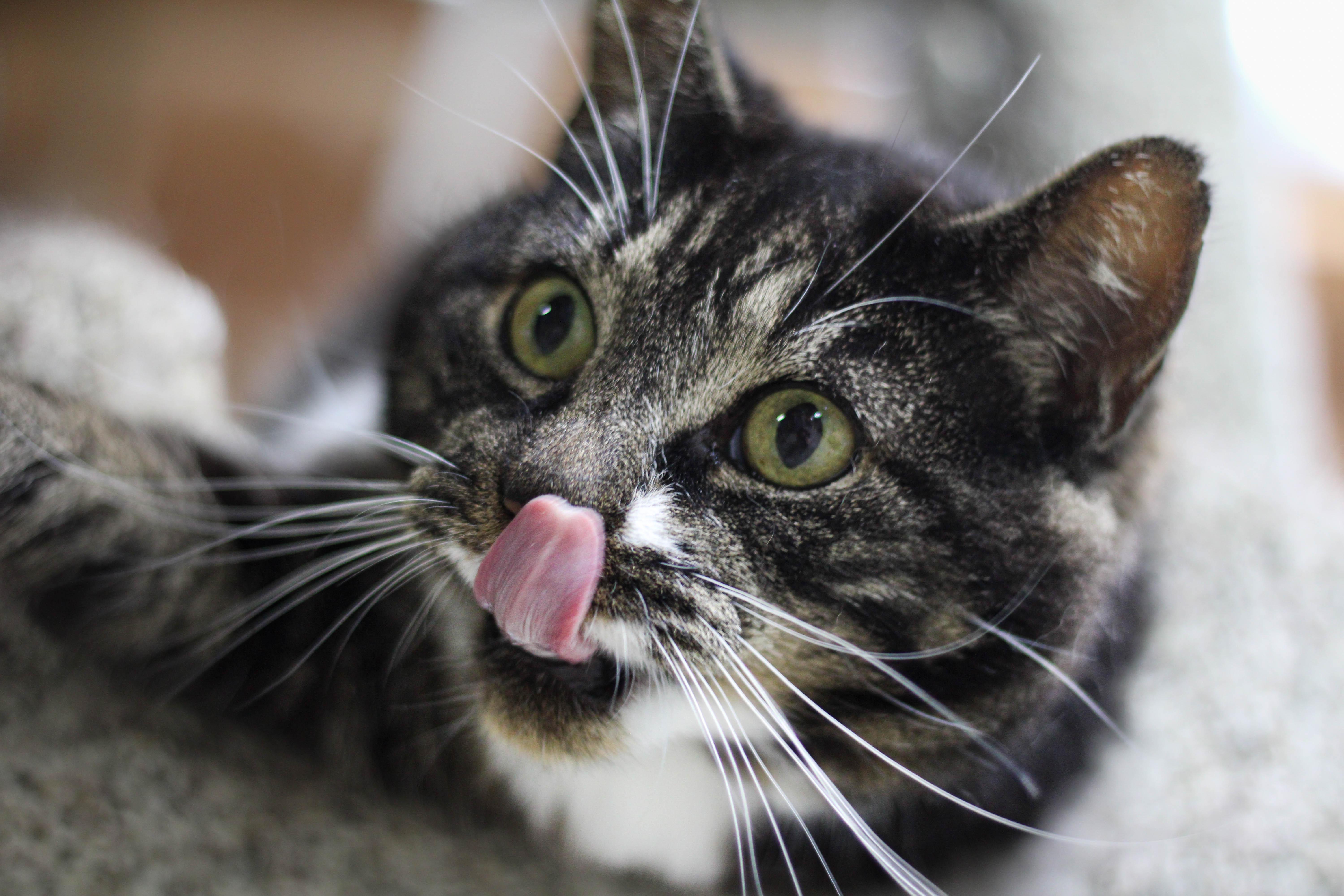 Dulcie, Adoptable, Adult Female Domestic Short Hair & Tabby.