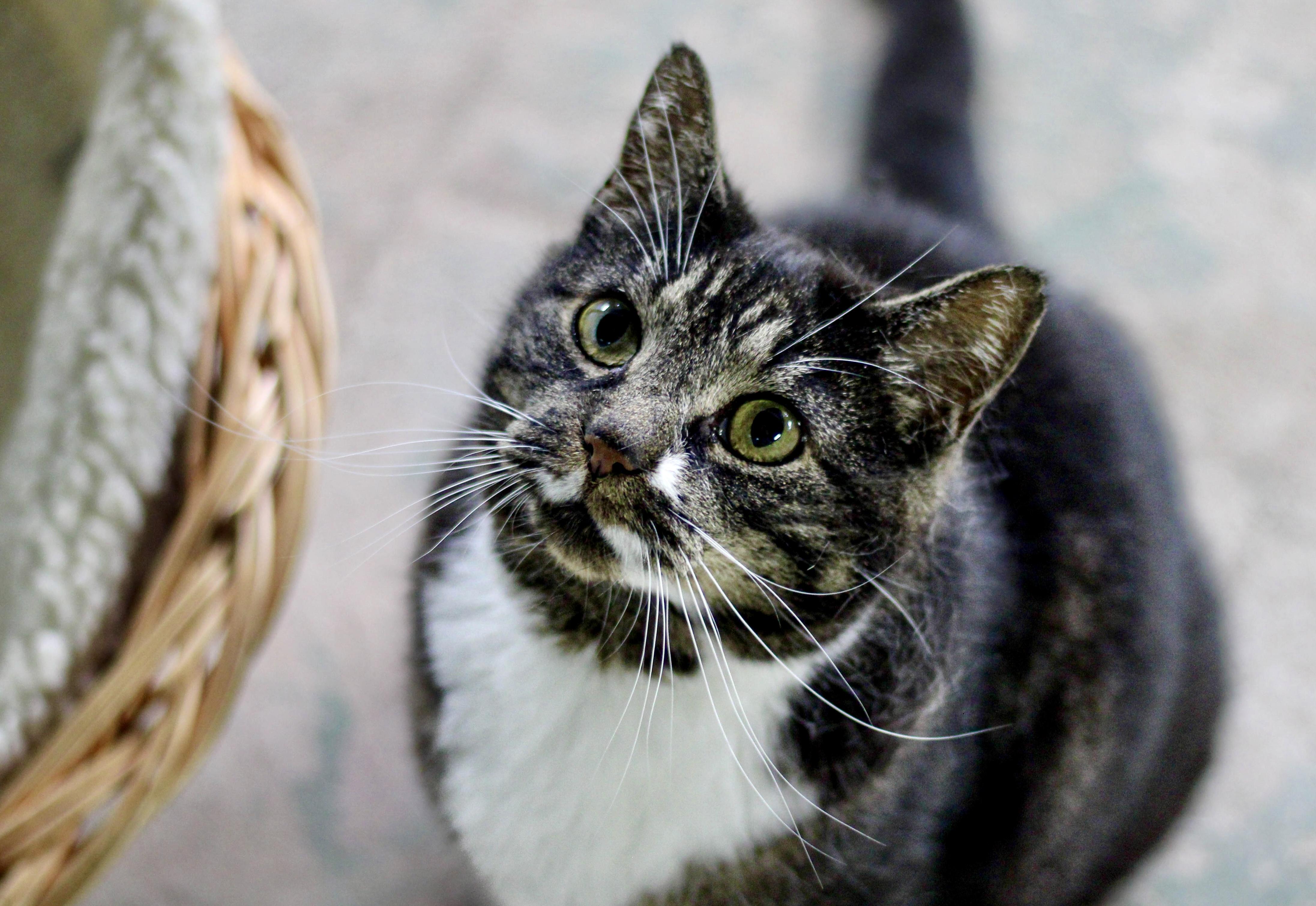 Dulcie, Adoptable, Adult Female Domestic Short Hair & Tabby.