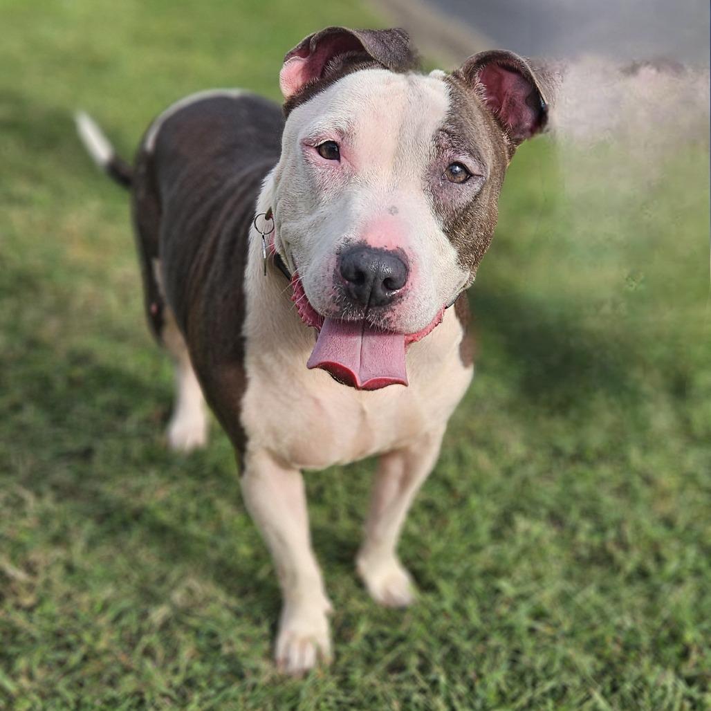 Lexi, Adoptable, Adult Female Bull Terrier & Mixed Breed.