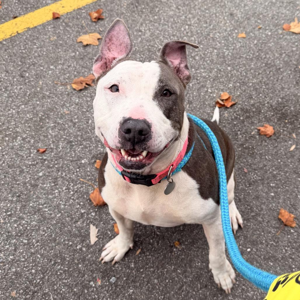 Enlarge Lexi, a Adoptable mixed breed in Chesapeake, VA image 2/6