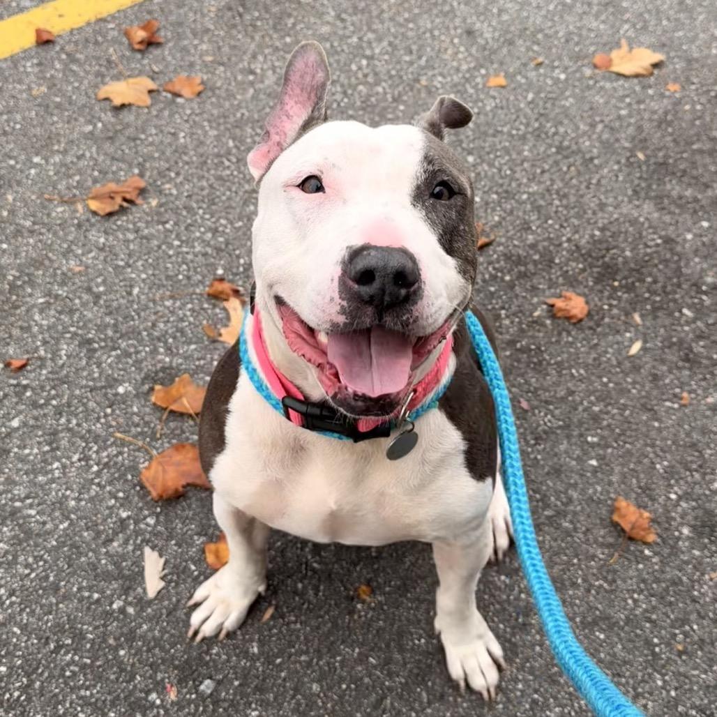 Enlarge Lexie, a Adoptable mixed breed in Chesapeake, VA image 2/5