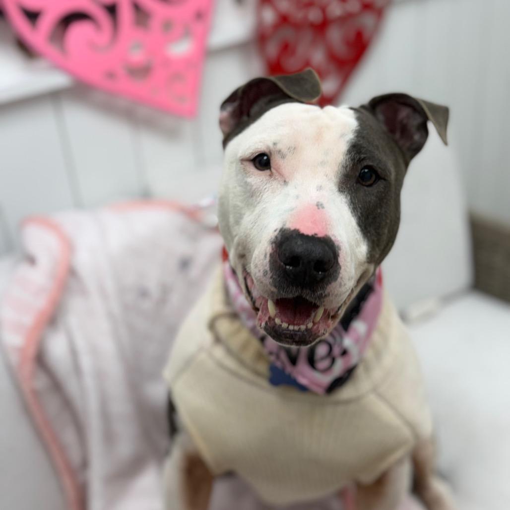 Enlarge Lexi, a Adoptable mixed breed in Chesapeake, VA image 3/6