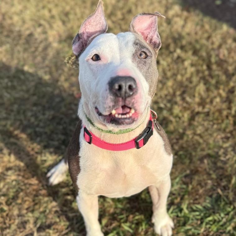 Enlarge Lexie, a Adoptable mixed breed in Chesapeake, VA image 3/5