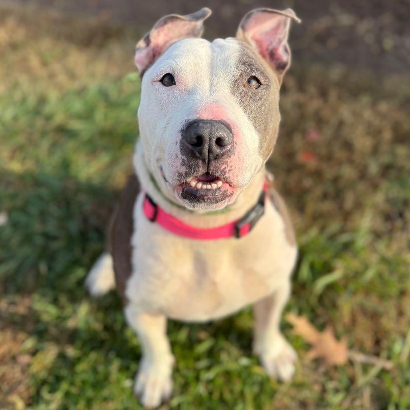 Enlarge Lexie, a Adoptable mixed breed in Chesapeake, VA image 4/5