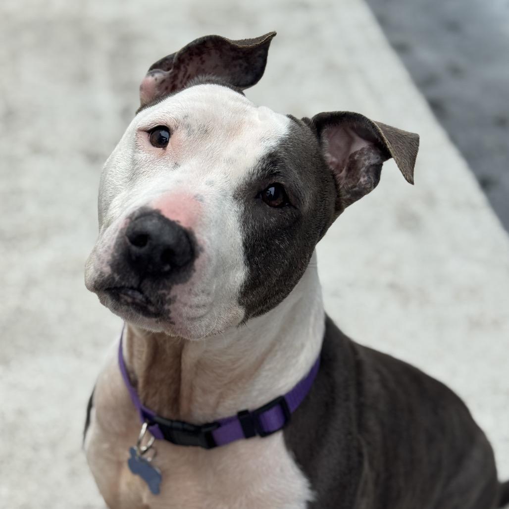 Enlarge Lexie, a Adoptable mixed breed in Chesapeake, VA image 5/6