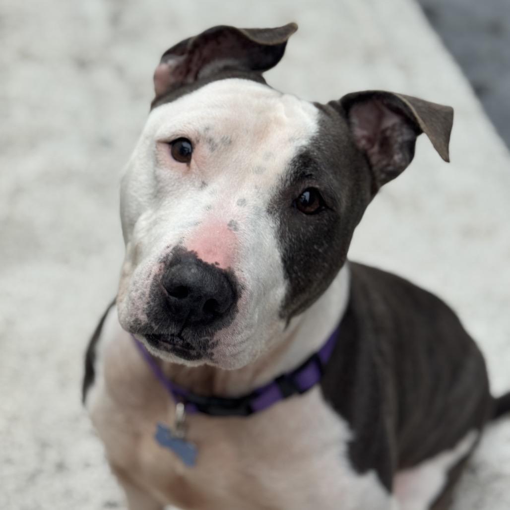 Enlarge Lexi, a Adoptable mixed breed in Chesapeake, VA image 6/6