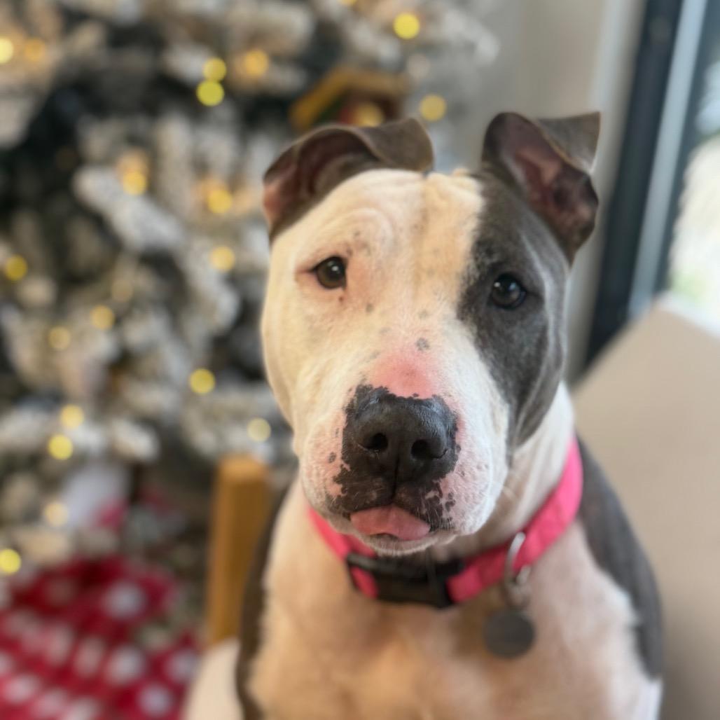 Enlarge Lexie, a Adoptable mixed breed in Chesapeake, VA image 5/5