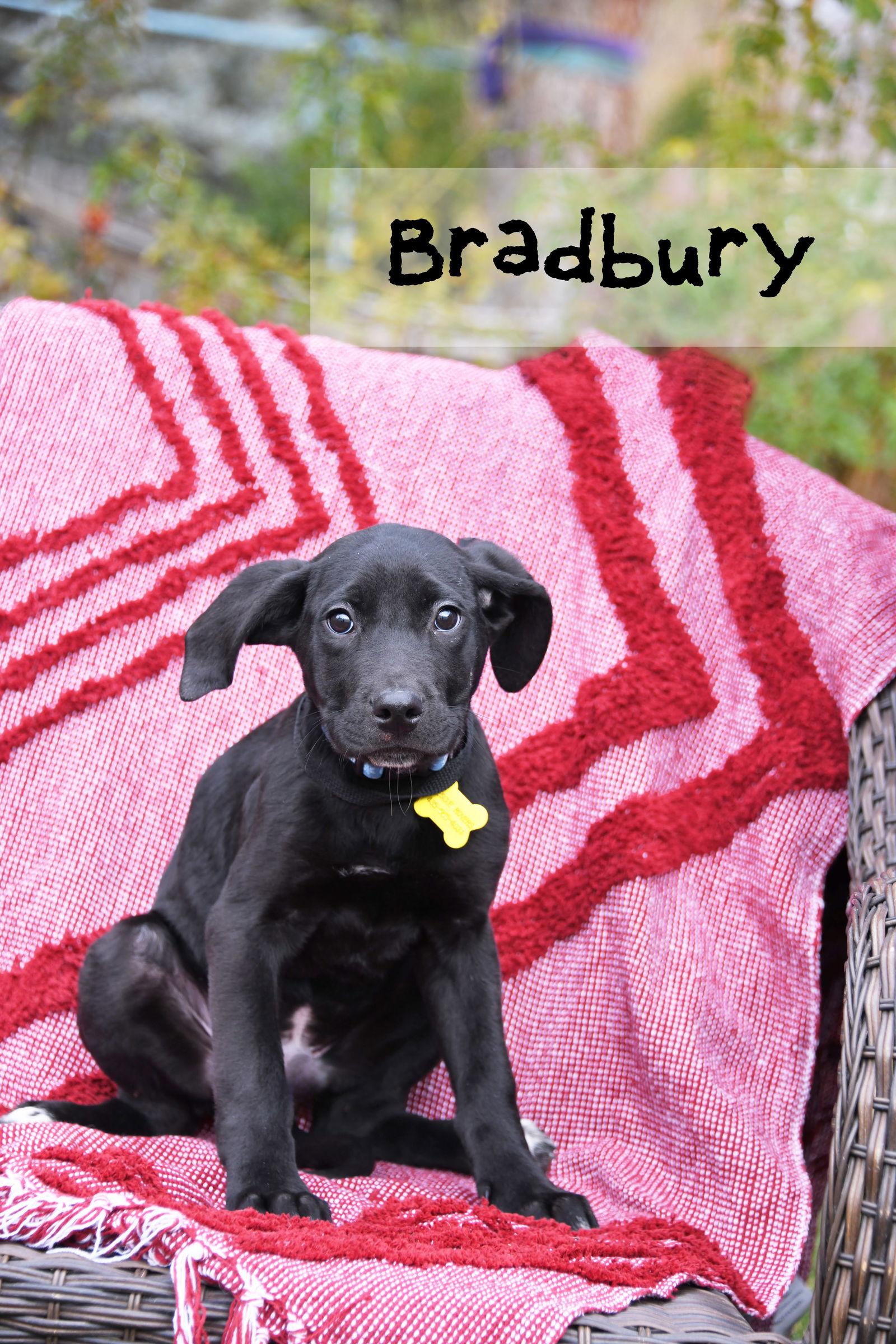 Bradbury, Adoptable, Puppy Male Australian Cattle Dog / Blue Heeler.