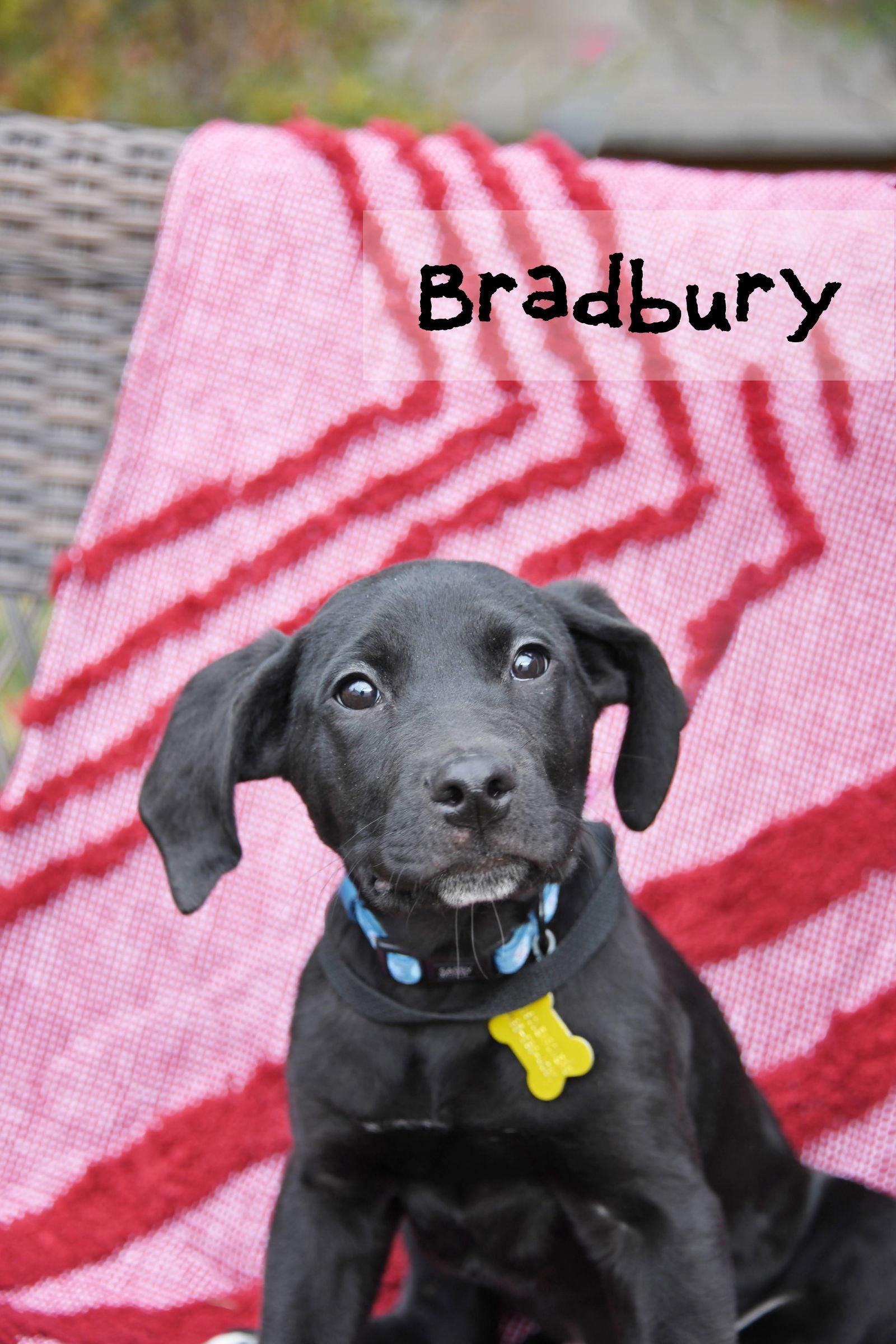 Bradbury, a Adoptable Australian Cattle Dog / Blue Heeler in Salt Lake City, UT image 2/2
