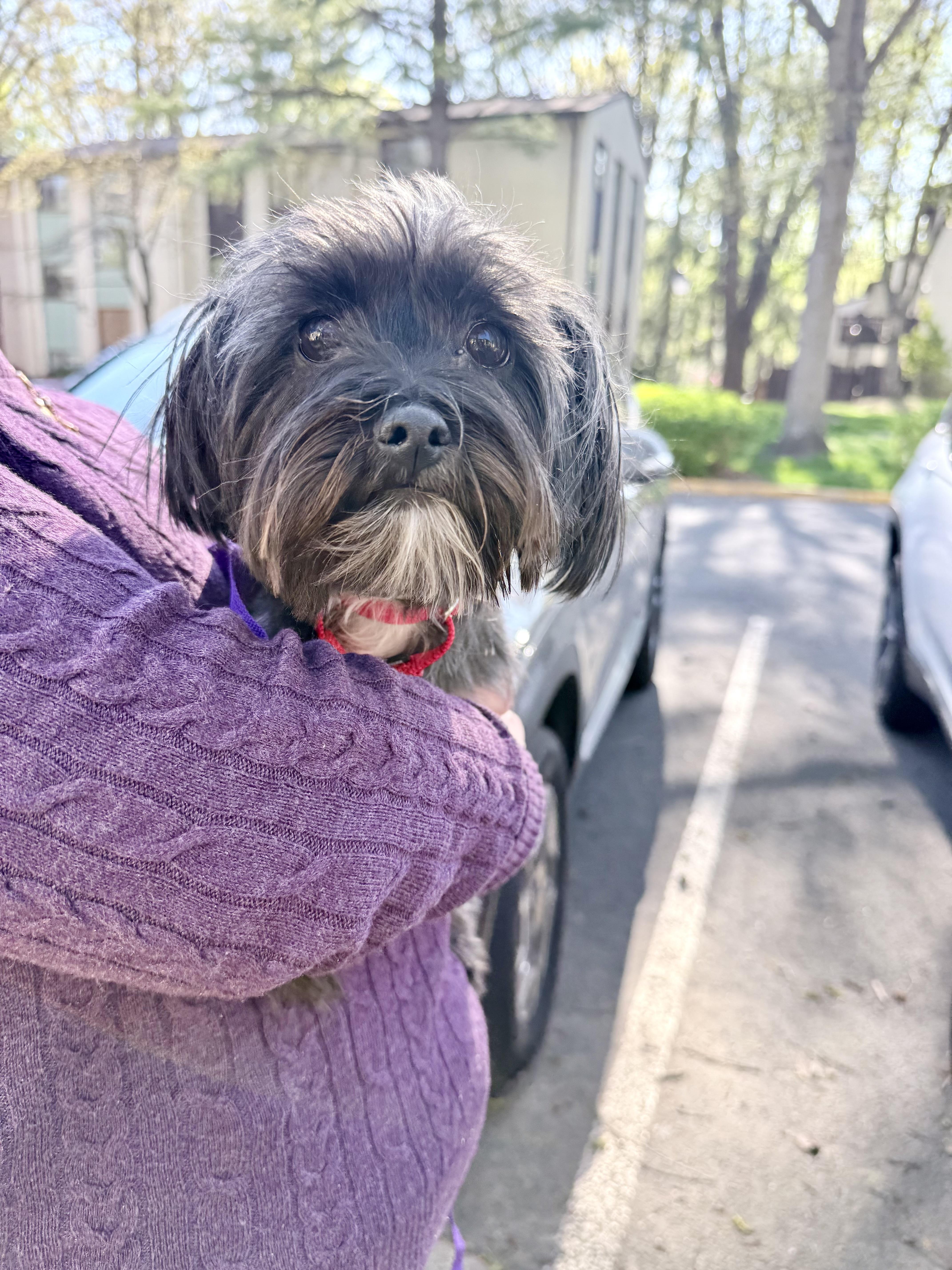 Enlarge Birdie, a ADOPTABLE mixed breed in Fairfax, VA image 3/3