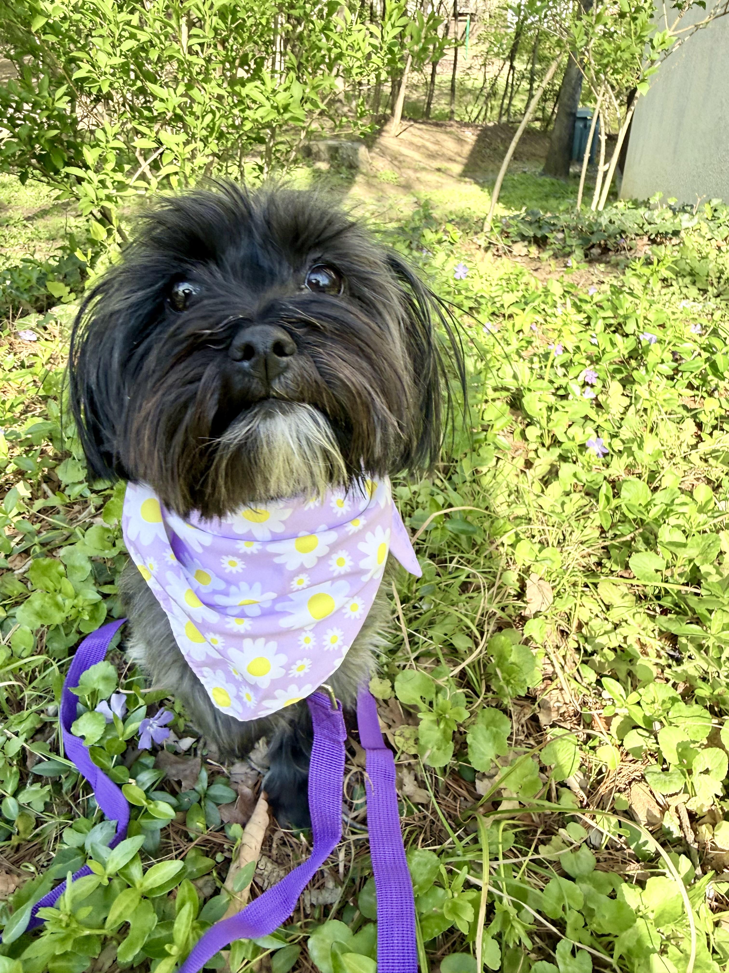 Enlarge Birdie, a ADOPTABLE mixed breed in Fairfax, VA image 2/3