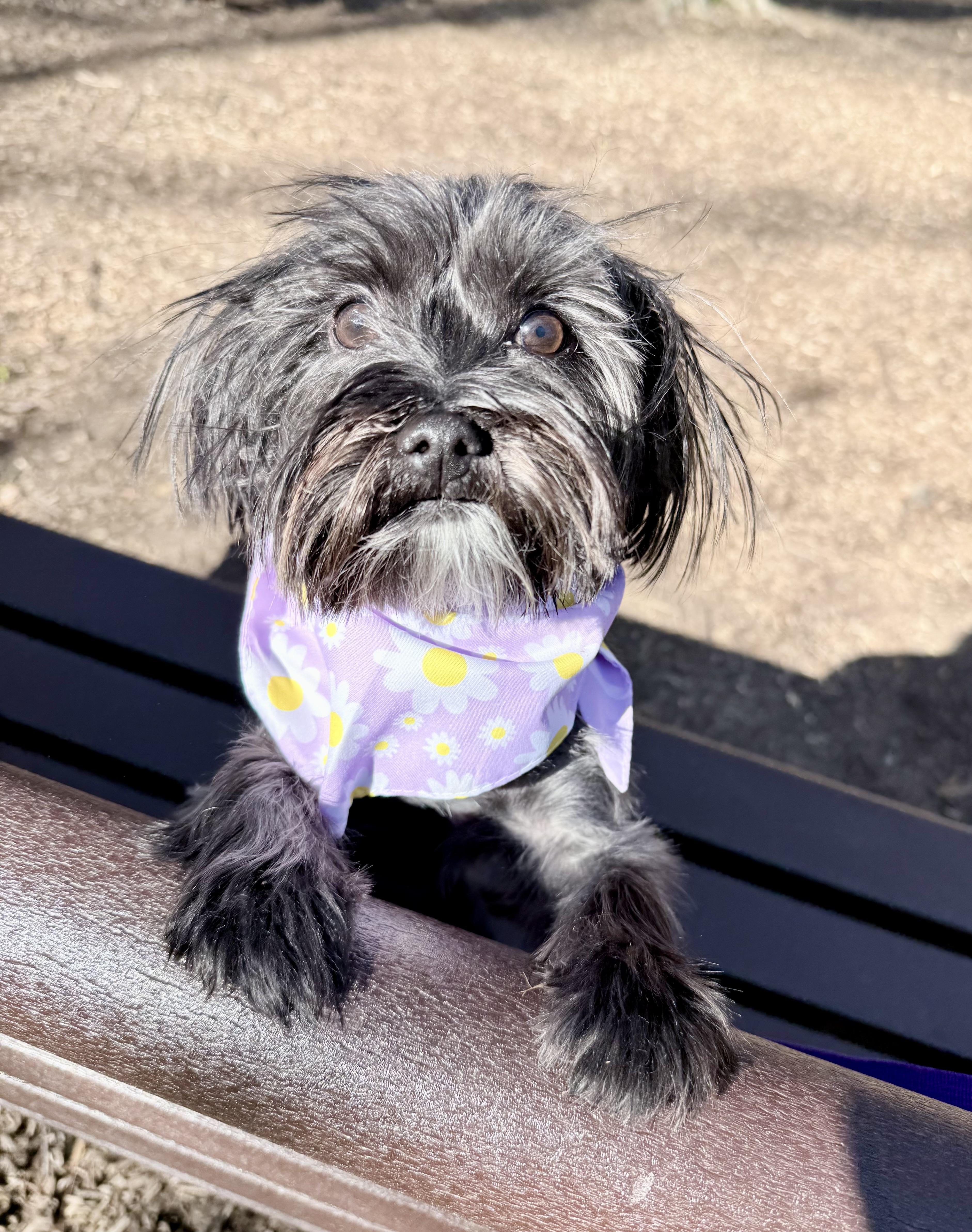 Birdie, ADOPTABLE, Adult Female Yorkshire Terrier & Shih Tzu.