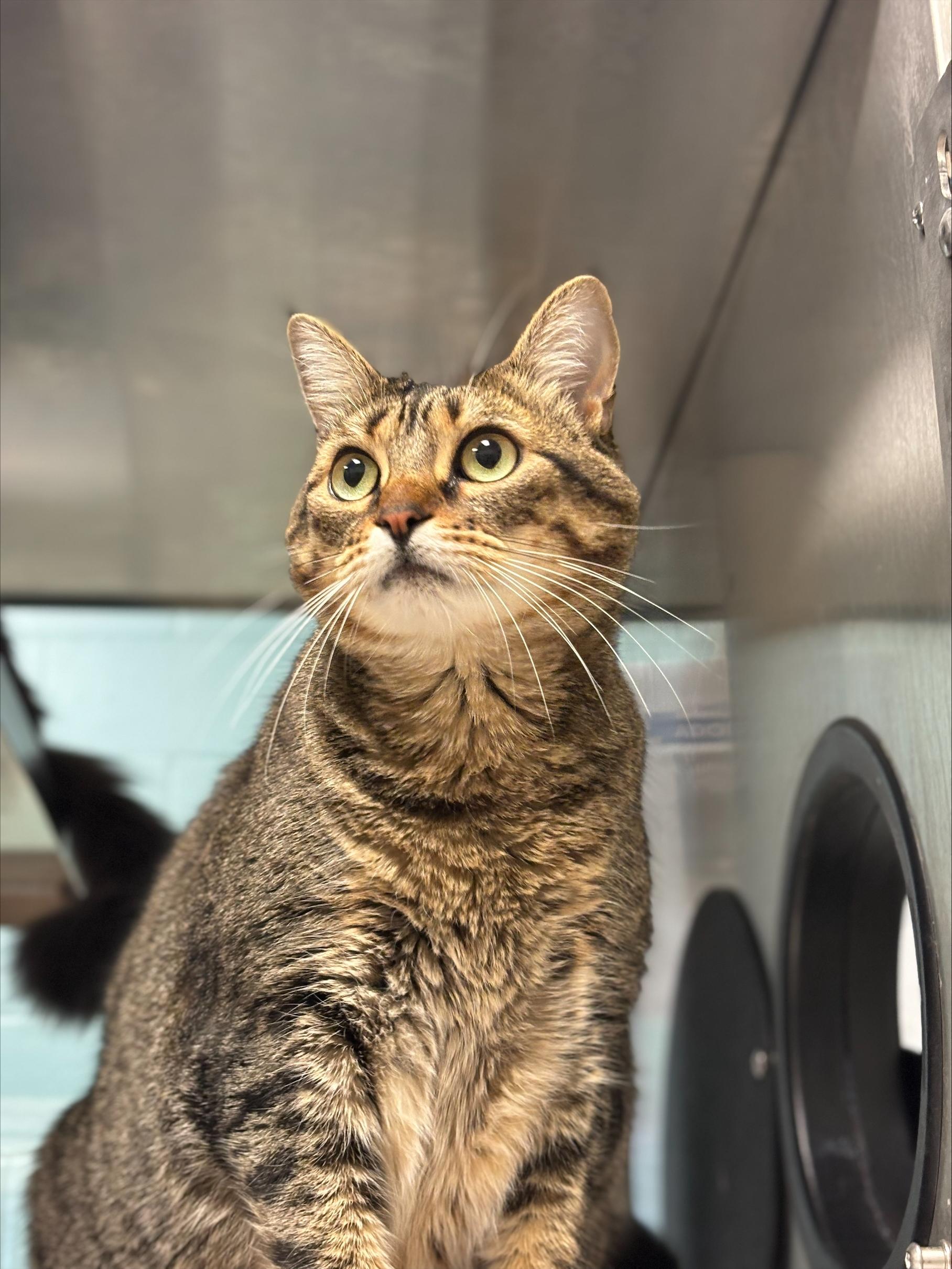 Enlarge Nala* A206229, a Adoptable Domestic Short Hair in Plano, TX image 1/6