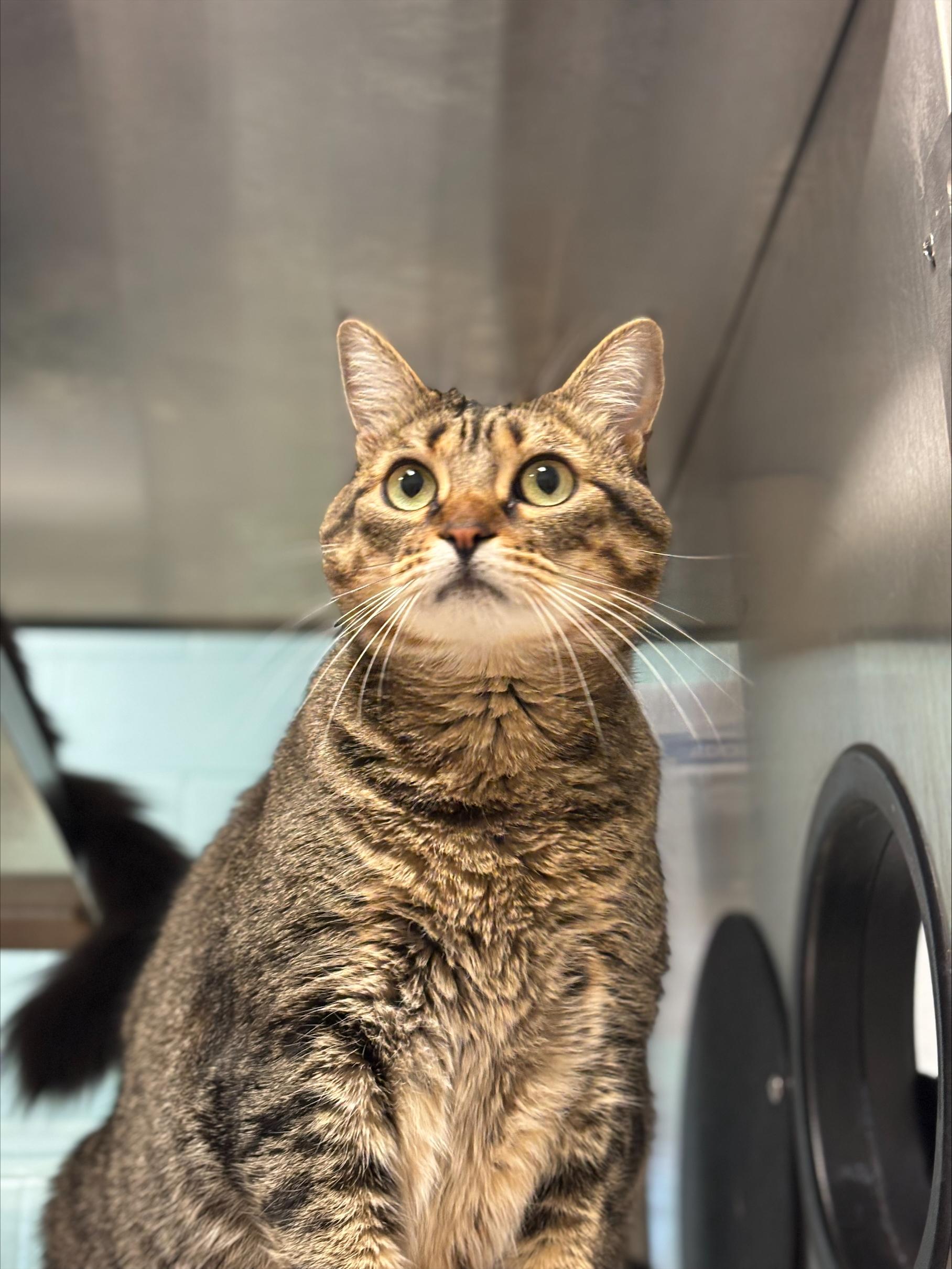 Enlarge Nala* A206229, a Adoptable Domestic Short Hair in Plano, TX image 2/6
