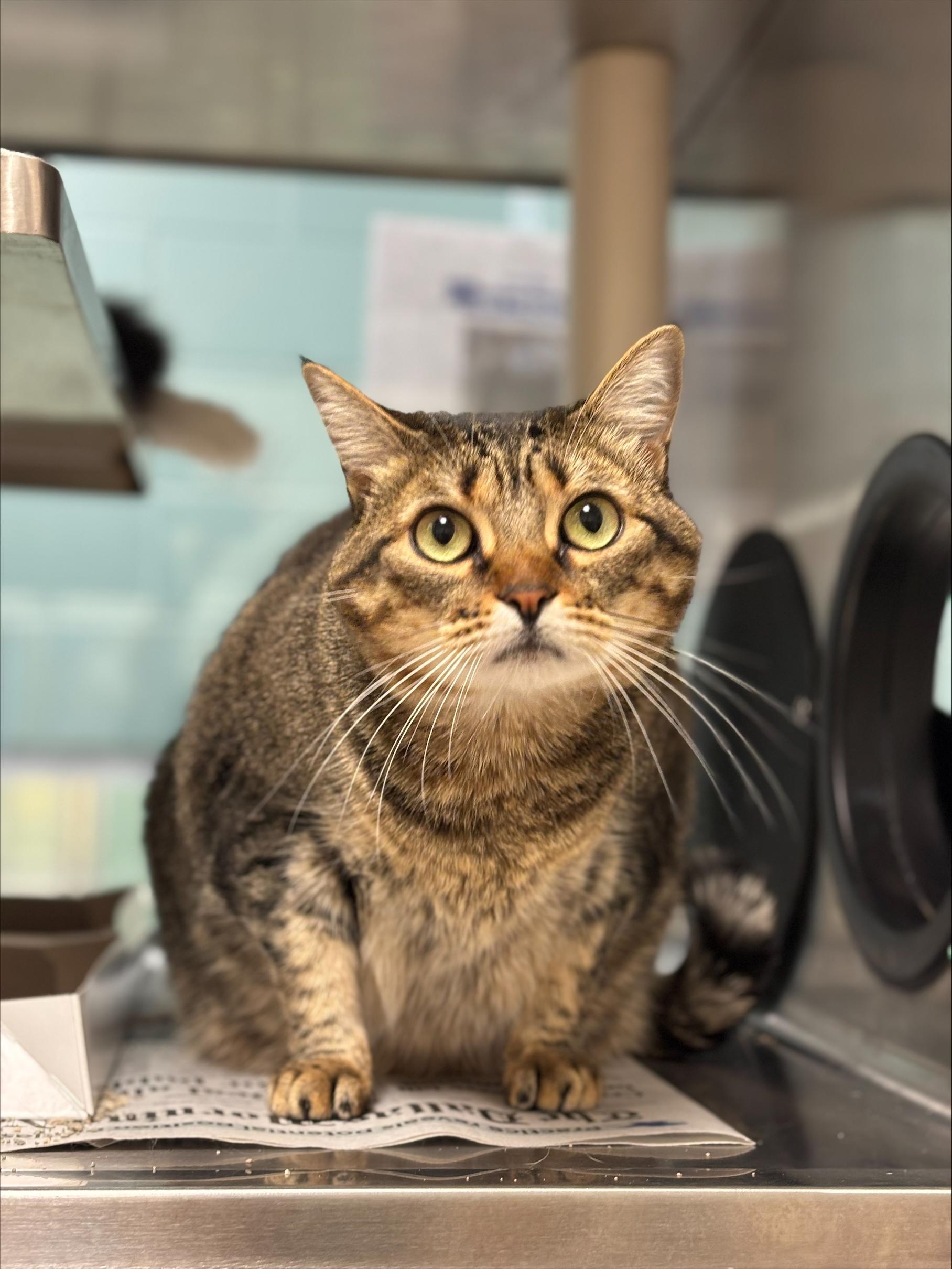 Enlarge Nala* A206229, a Adoptable Domestic Short Hair in Plano, TX image 3/6