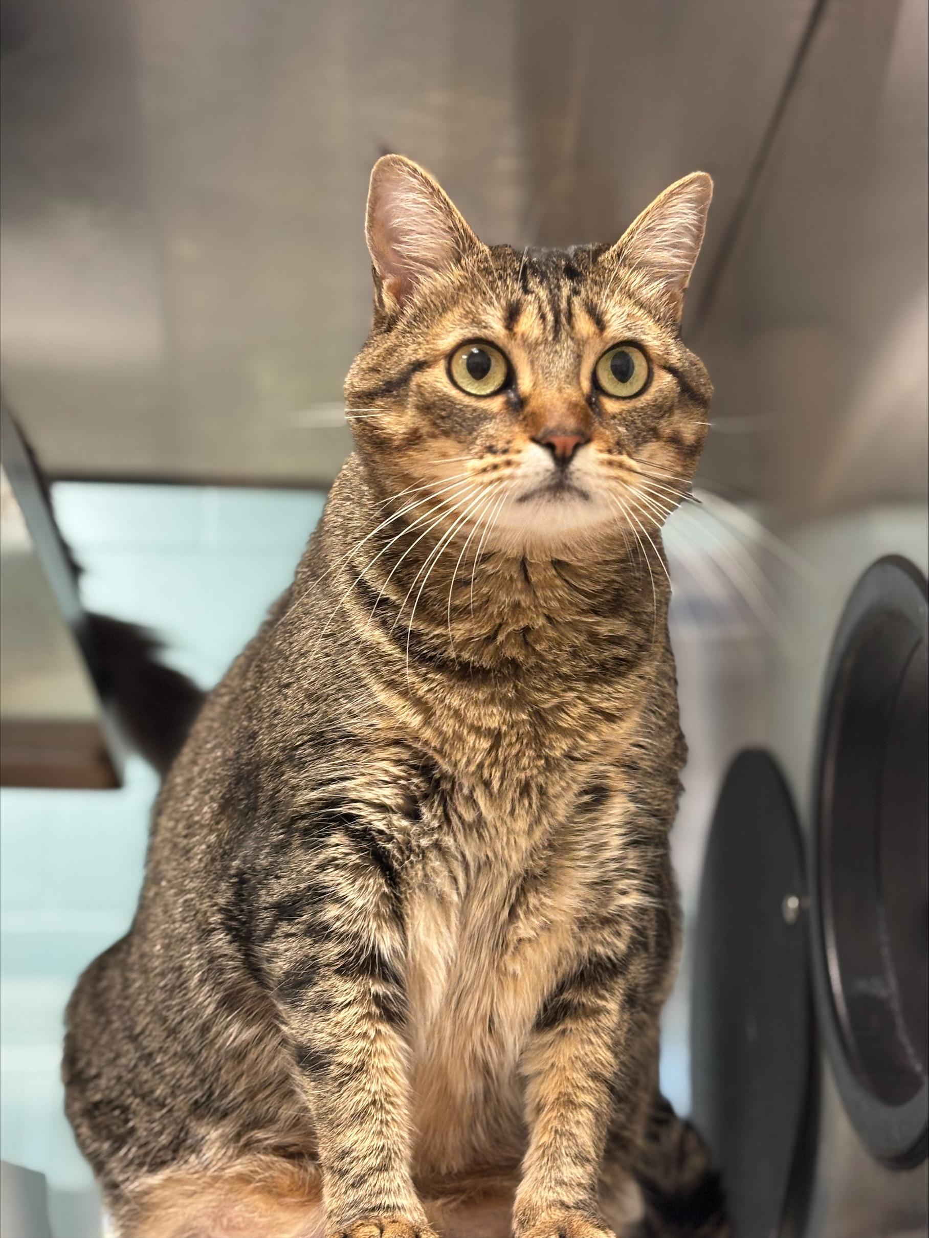 Enlarge Nala* A206229, a Adoptable Domestic Short Hair in Plano, TX image 4/6