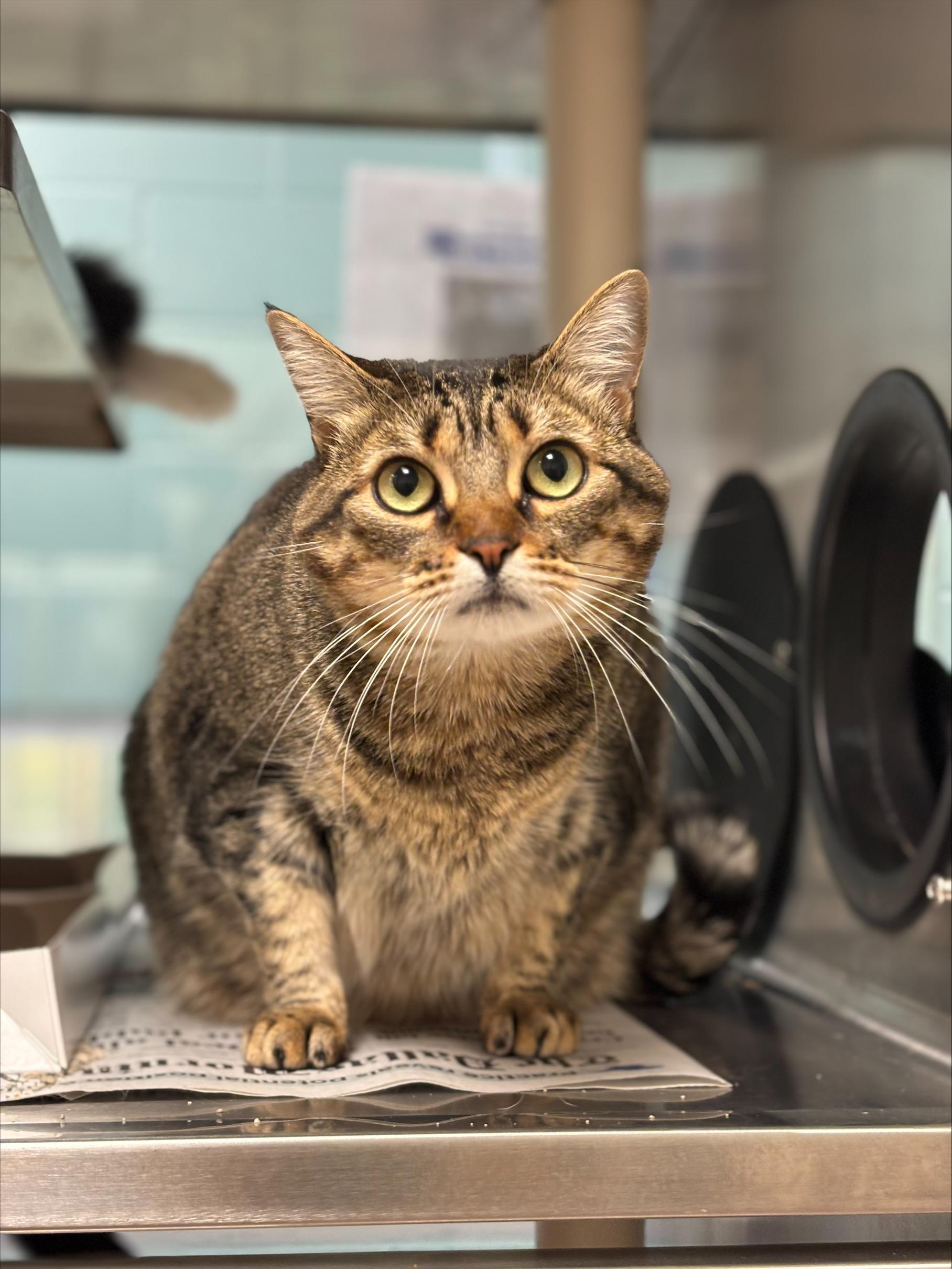 Enlarge Nala* A206229, a Adoptable Domestic Short Hair in Plano, TX image 6/6