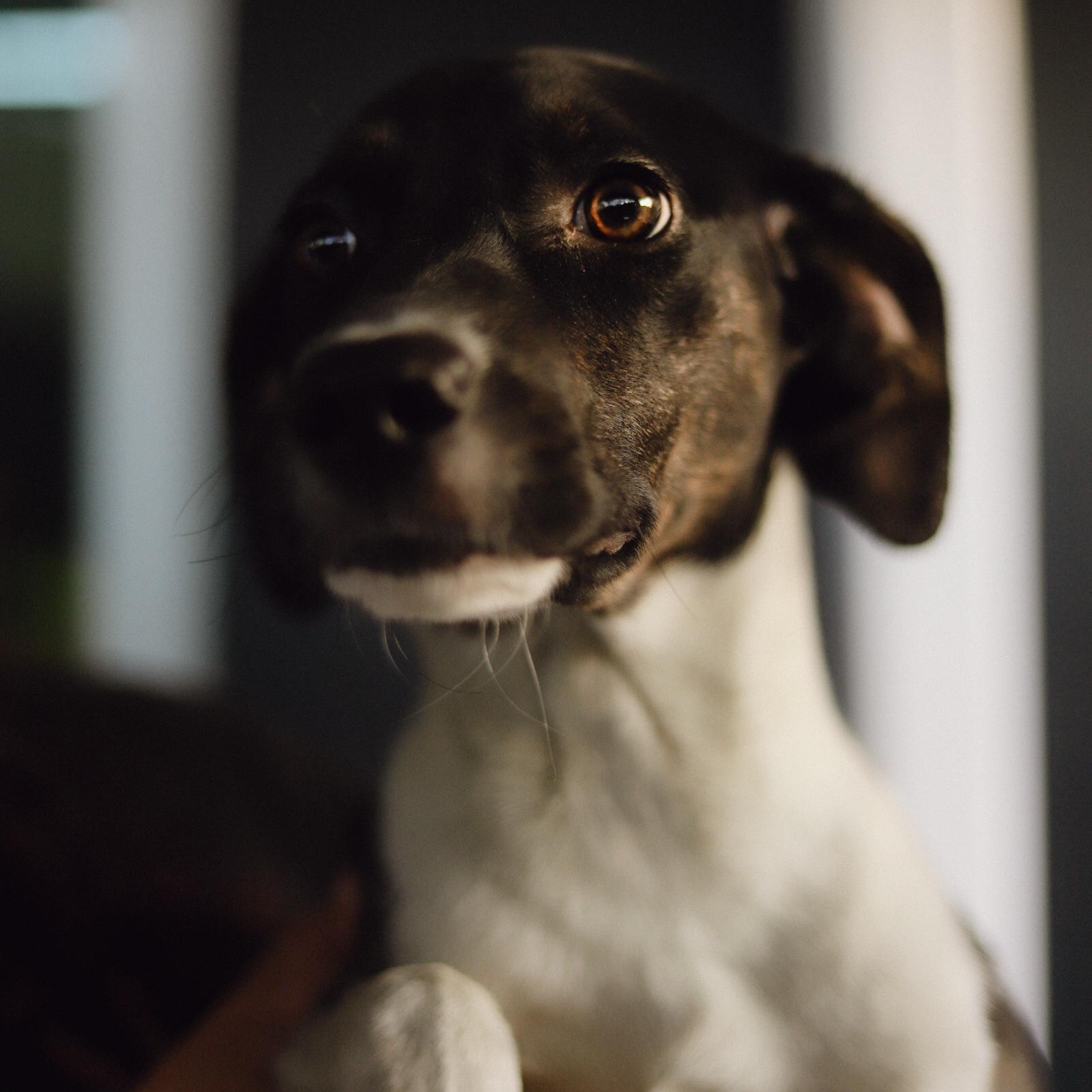 Enlarge Athena, a Adoptable mixed breed in San Juan, PR image 1/4