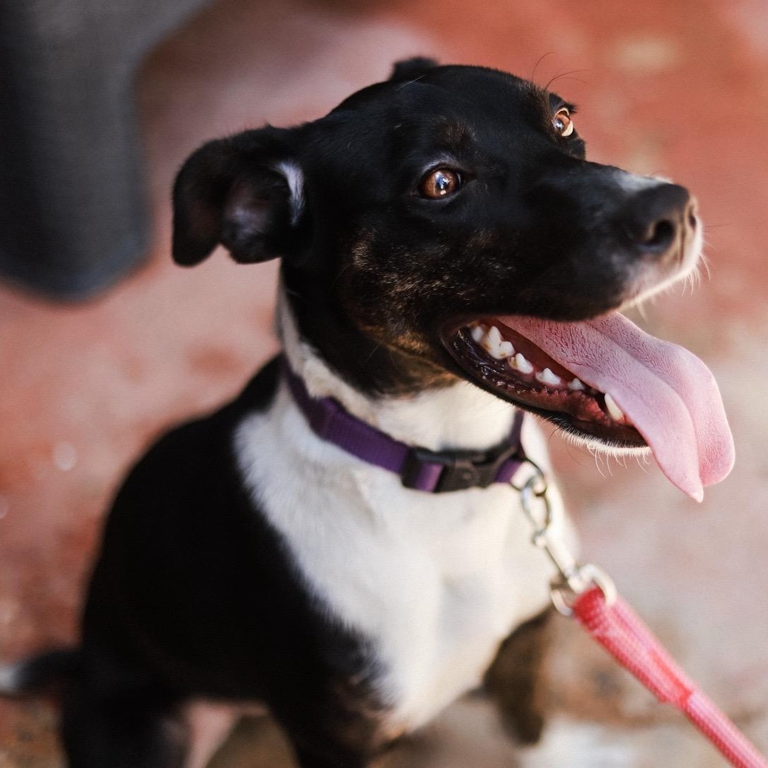 Athena, Adoptable, Puppy Female Mixed Breed.