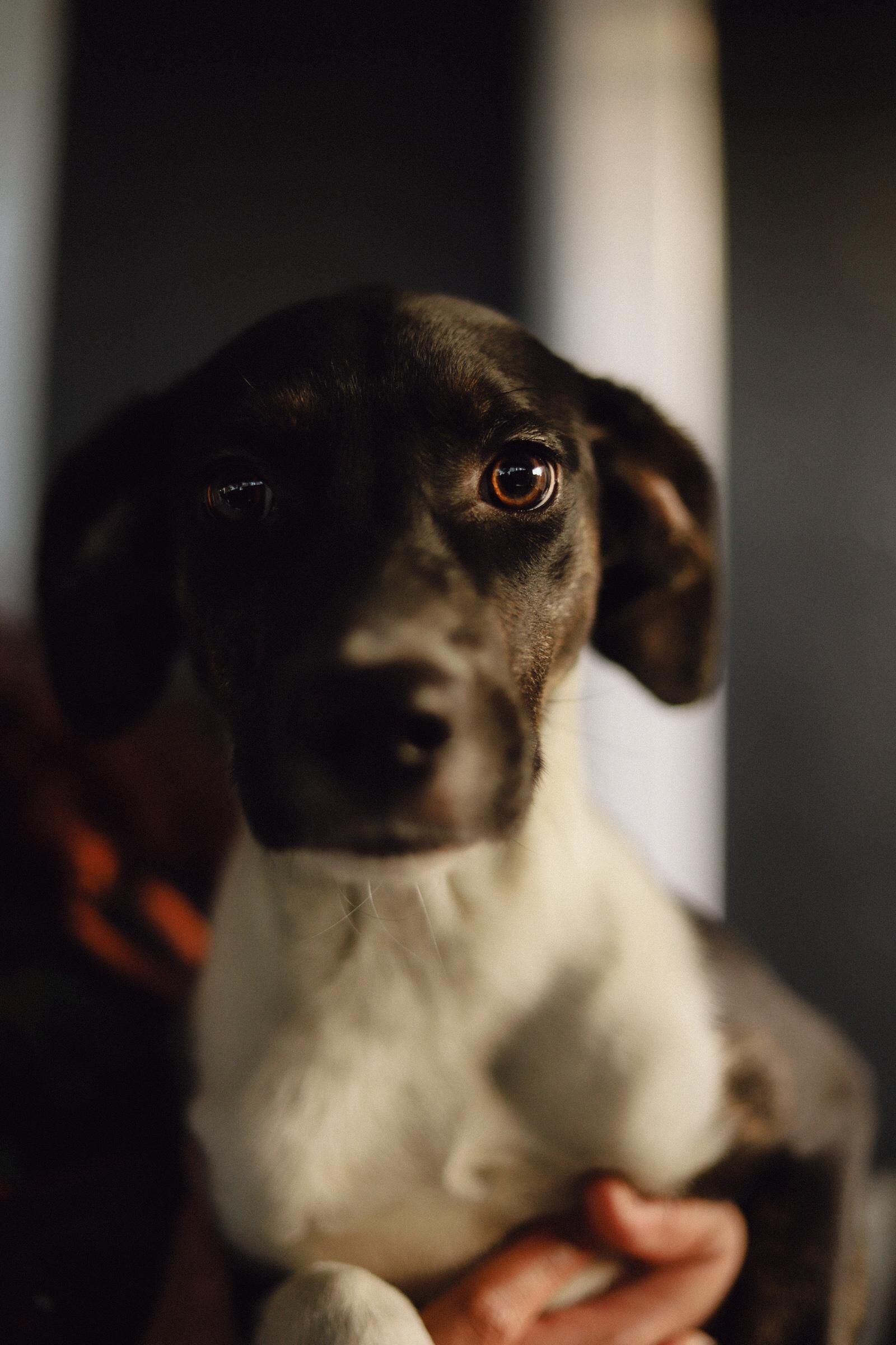 Enlarge Athena, a Adoptable mixed breed in San Juan, PR image 3/4