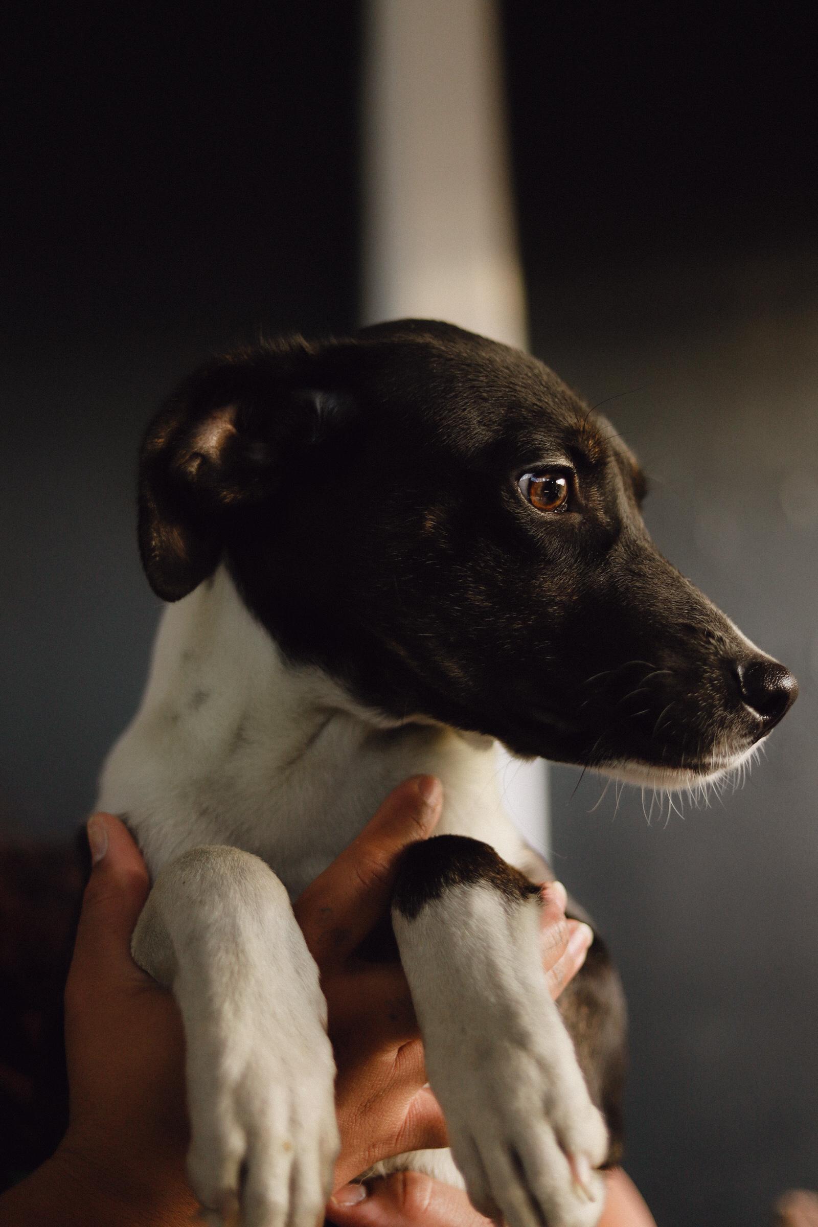 Enlarge Athena, a Adoptable mixed breed in San Juan, PR image 4/4