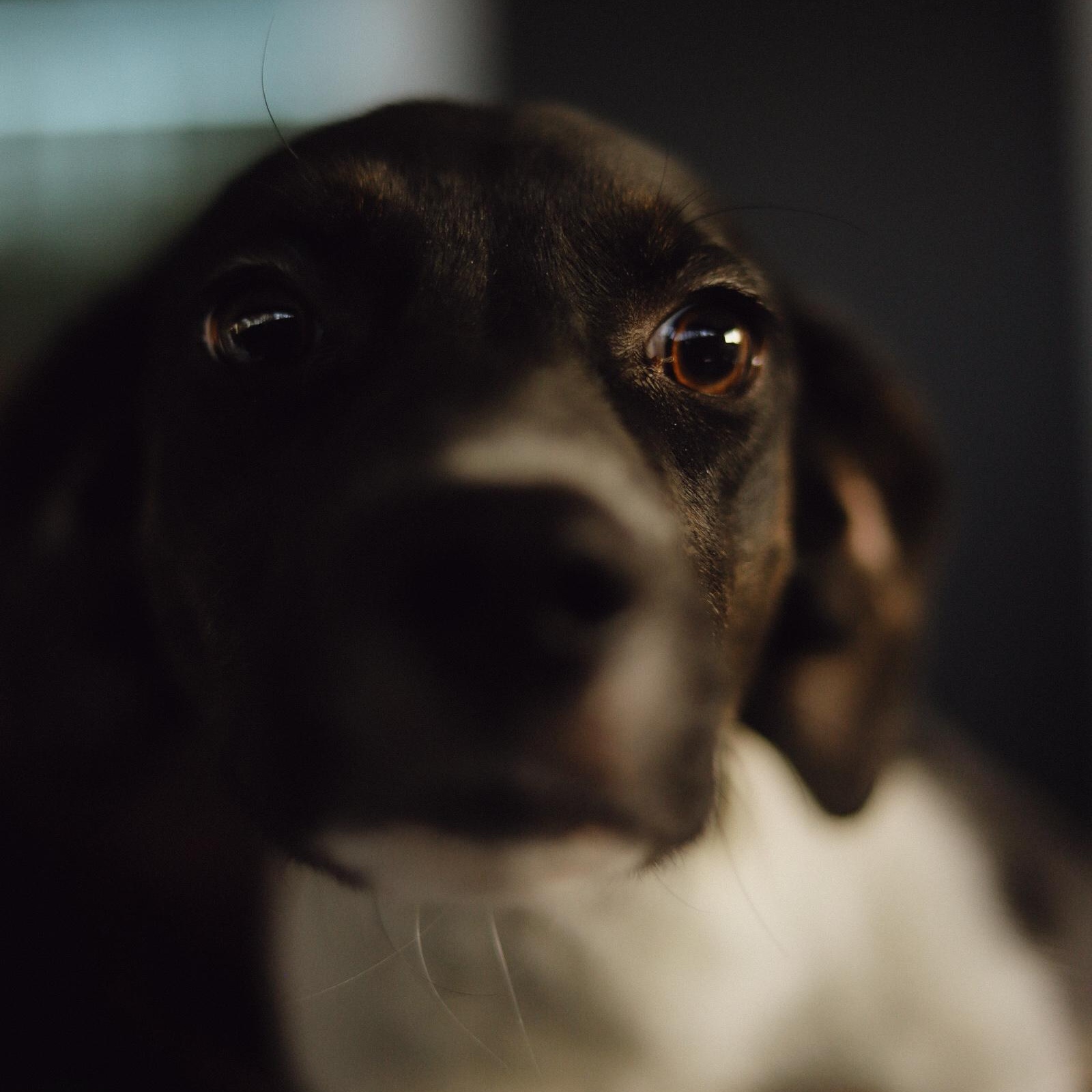 Enlarge Athena, a Adoptable mixed breed in San Juan, PR image 2/4