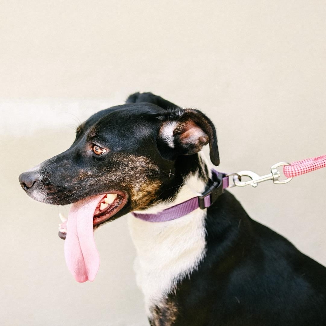 Athena, a Adoptable mixed breed in San Juan, PR image 2/4