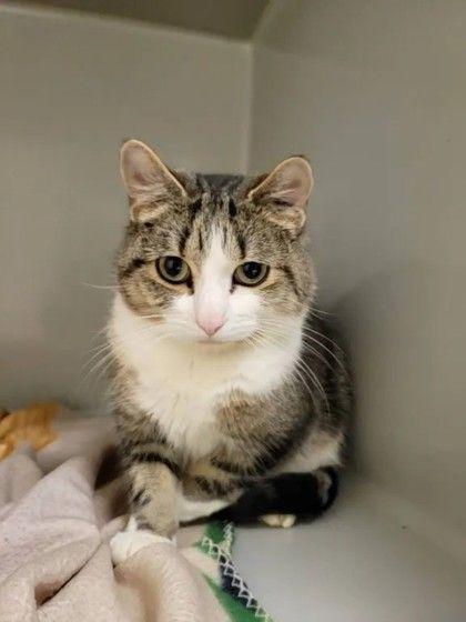 Foxtrot, ADOPTABLE, Adult Male Domestic Short Hair.