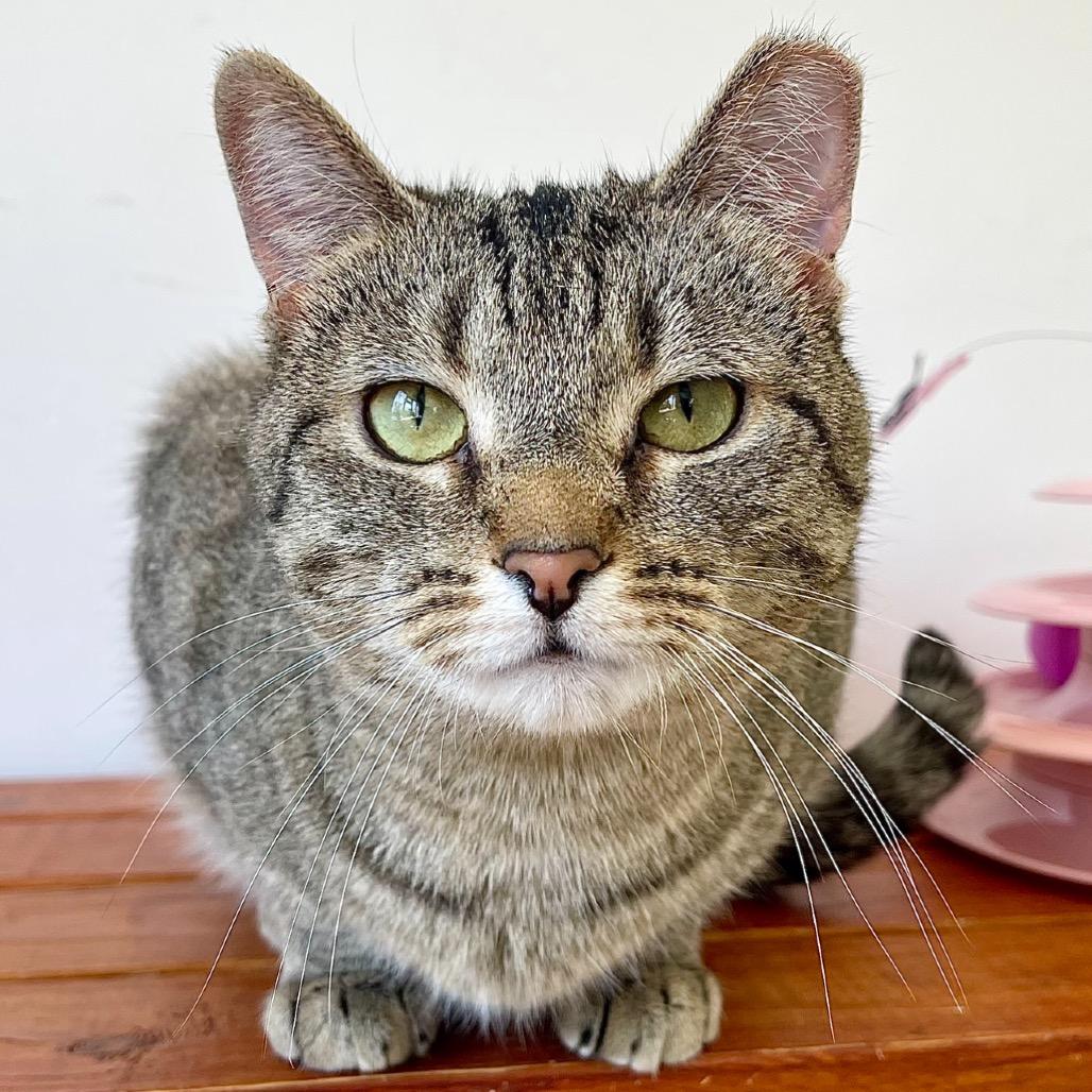 Enlarge Brair, a Adoptable Domestic Short Hair in Deerfield, IL image 1/4