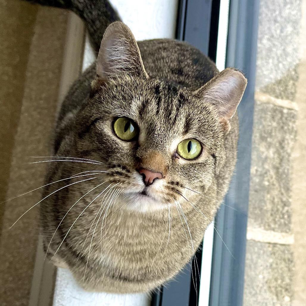 Enlarge Brair, a Adoptable Domestic Short Hair in Deerfield, IL image 2/4