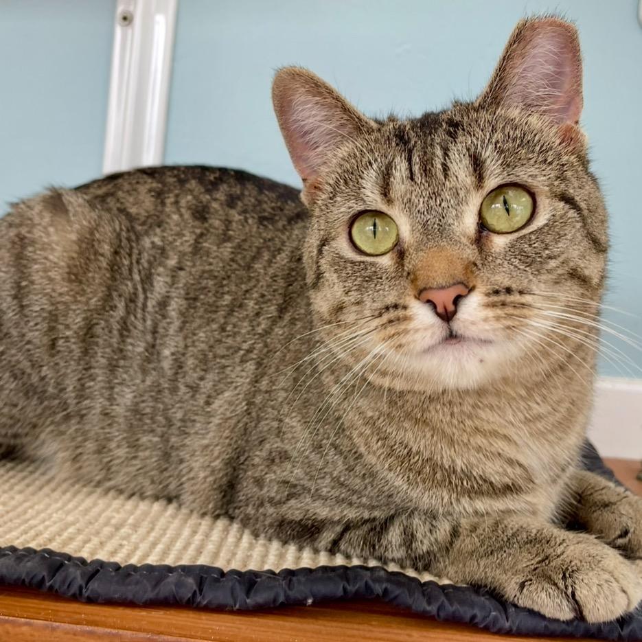 Enlarge Brair, a Adoptable Domestic Short Hair in Deerfield, IL image 3/4