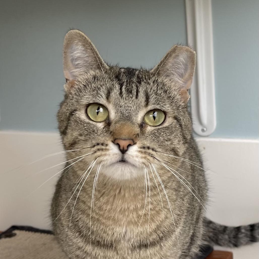 Enlarge Brair, a Adoptable Domestic Short Hair in Deerfield, IL image 4/4