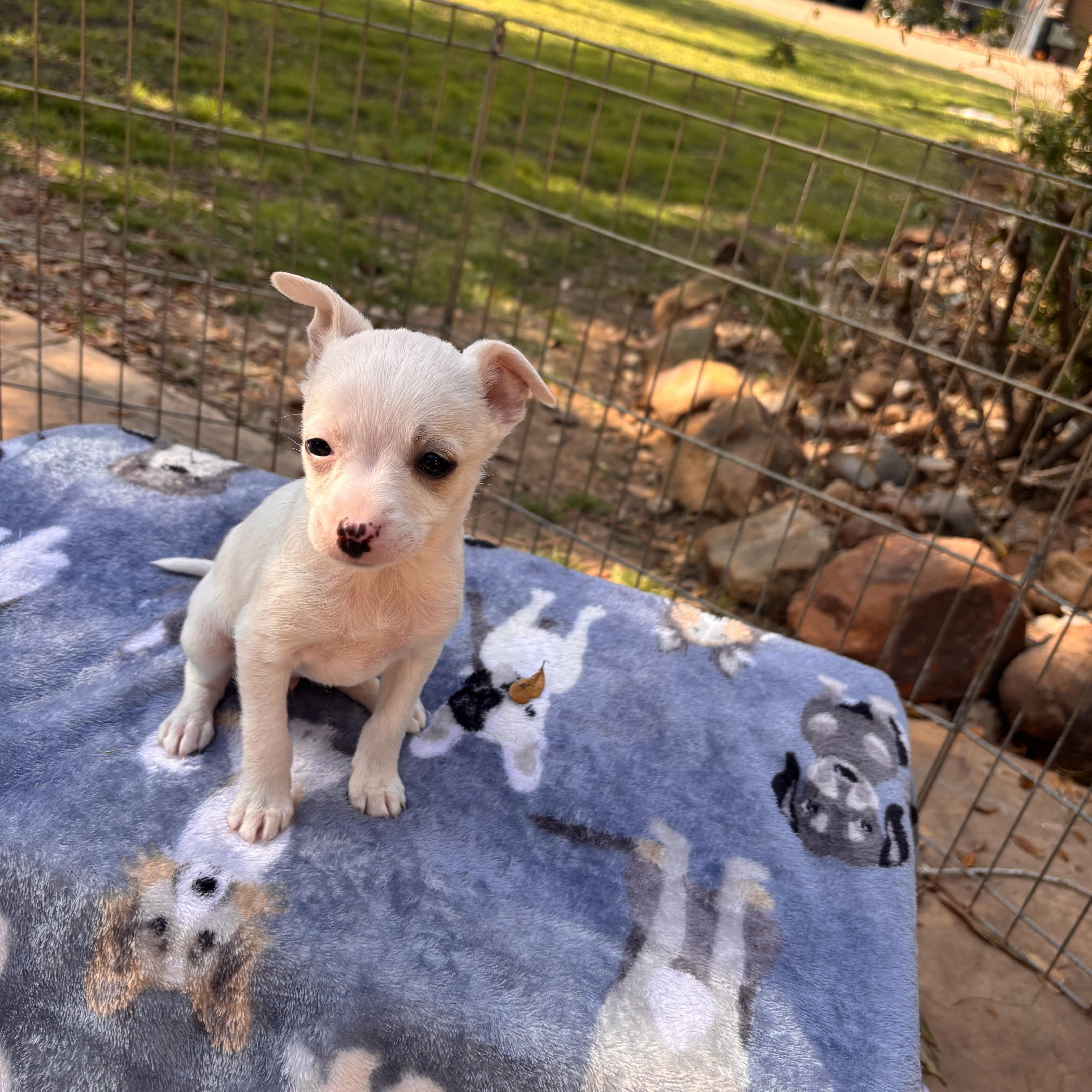 FIFI STARDUST (Adorable, Cute Baby, Happy, Loving, Cuddles and Kisses)