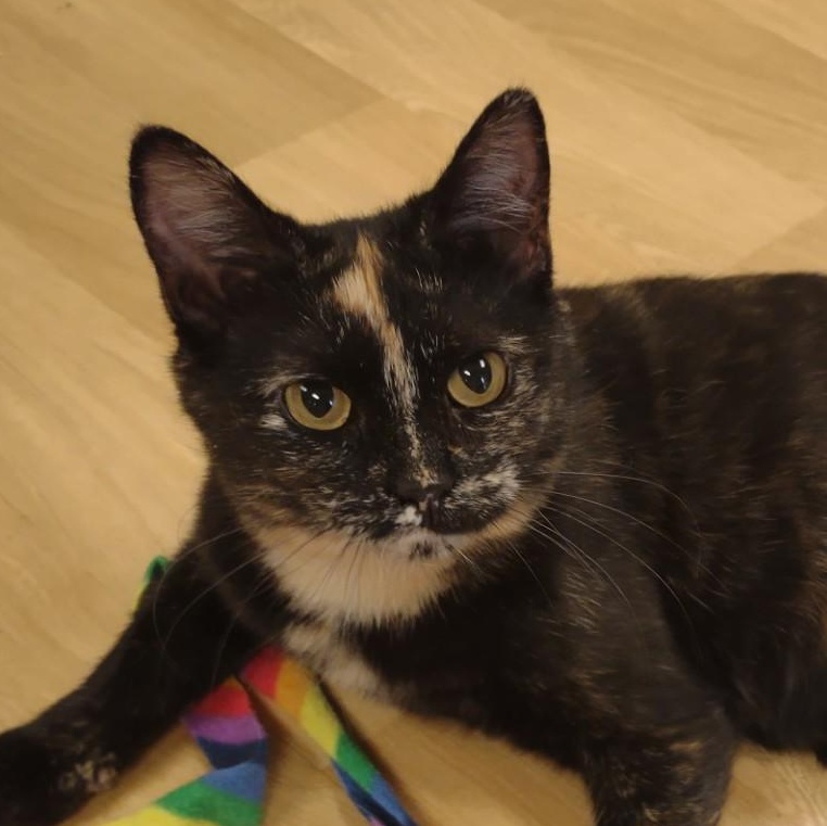 Rosa Lee, ADOPTABLE, Young Female Tortoiseshell & Domestic Short Hair.
