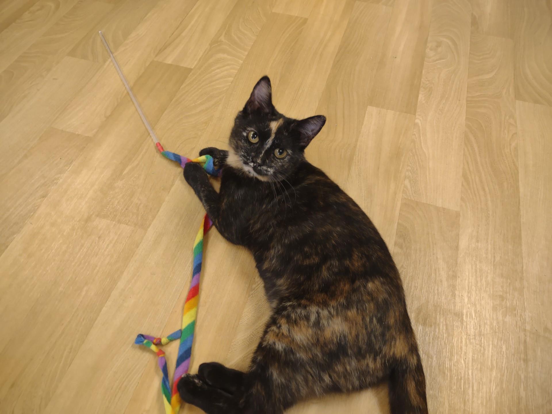 Enlarge Rosa Lee, a ADOPTABLE mixed breed in Montour Falls, NY image 4/4